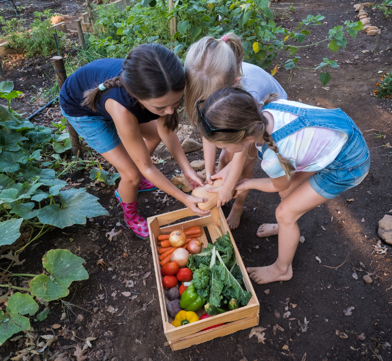 children harvesting from the school garden