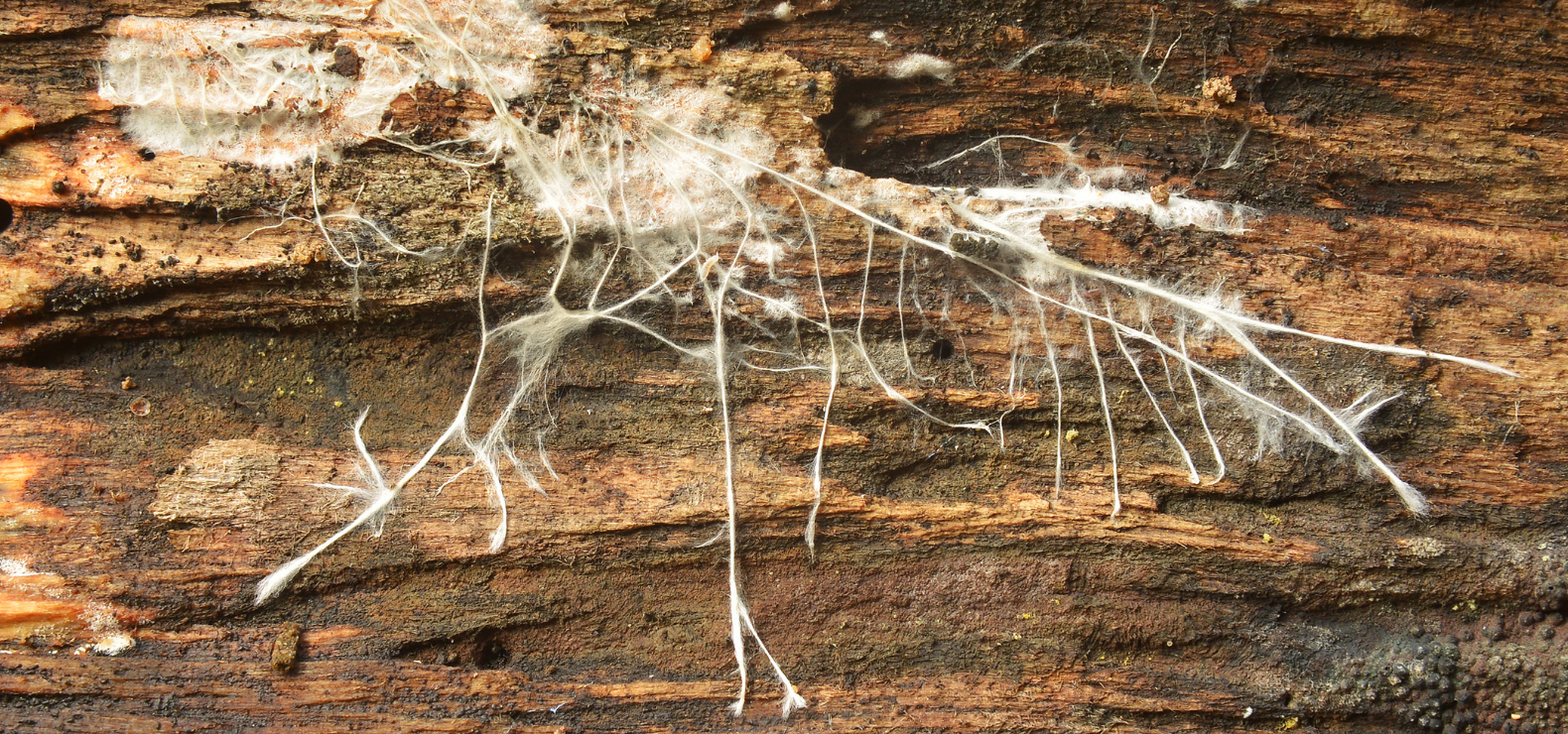 Hyphae Hyphae, the individual strands of mycelium, are reaching out on a rotting log of wood