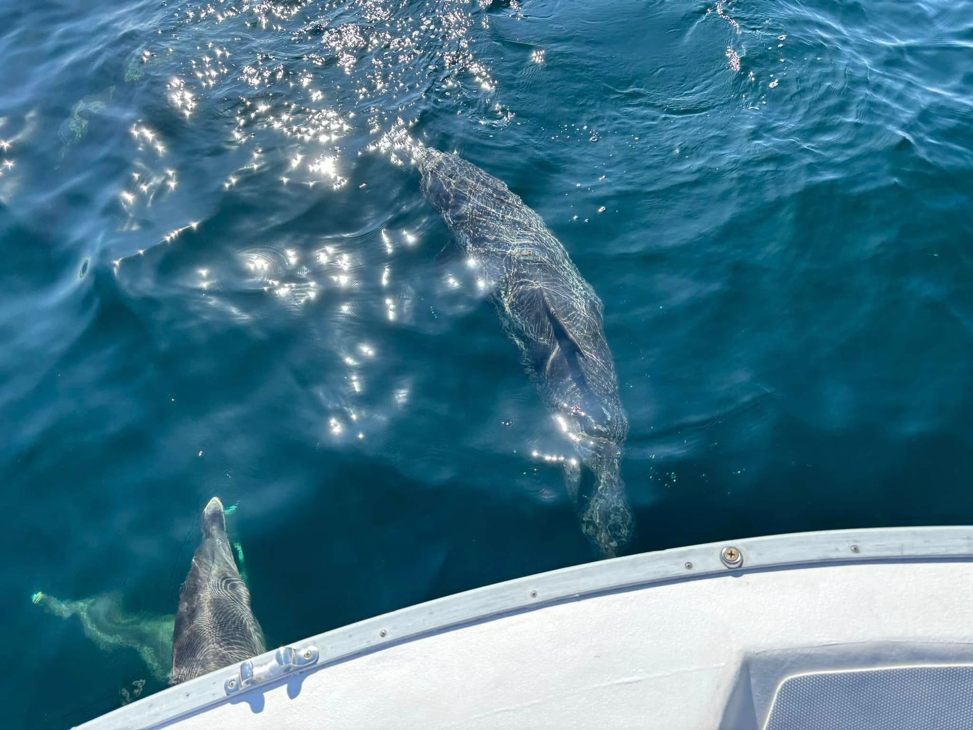 Two dolphins swimming beside a boat in blue water