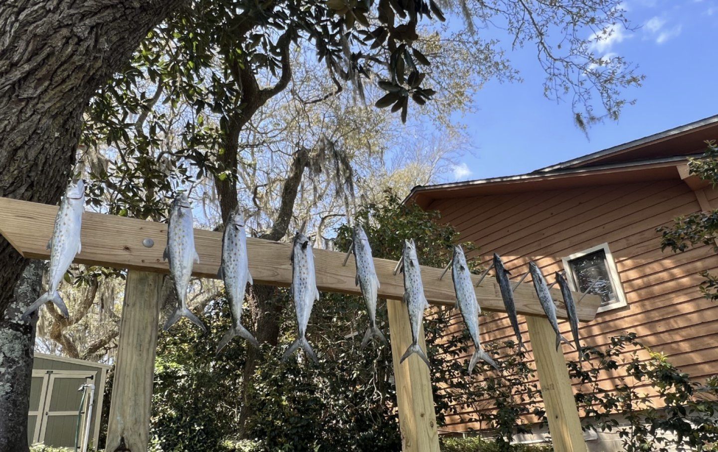 White fish-shaped decorations hang on a wooden fence under trees beside a brick house.