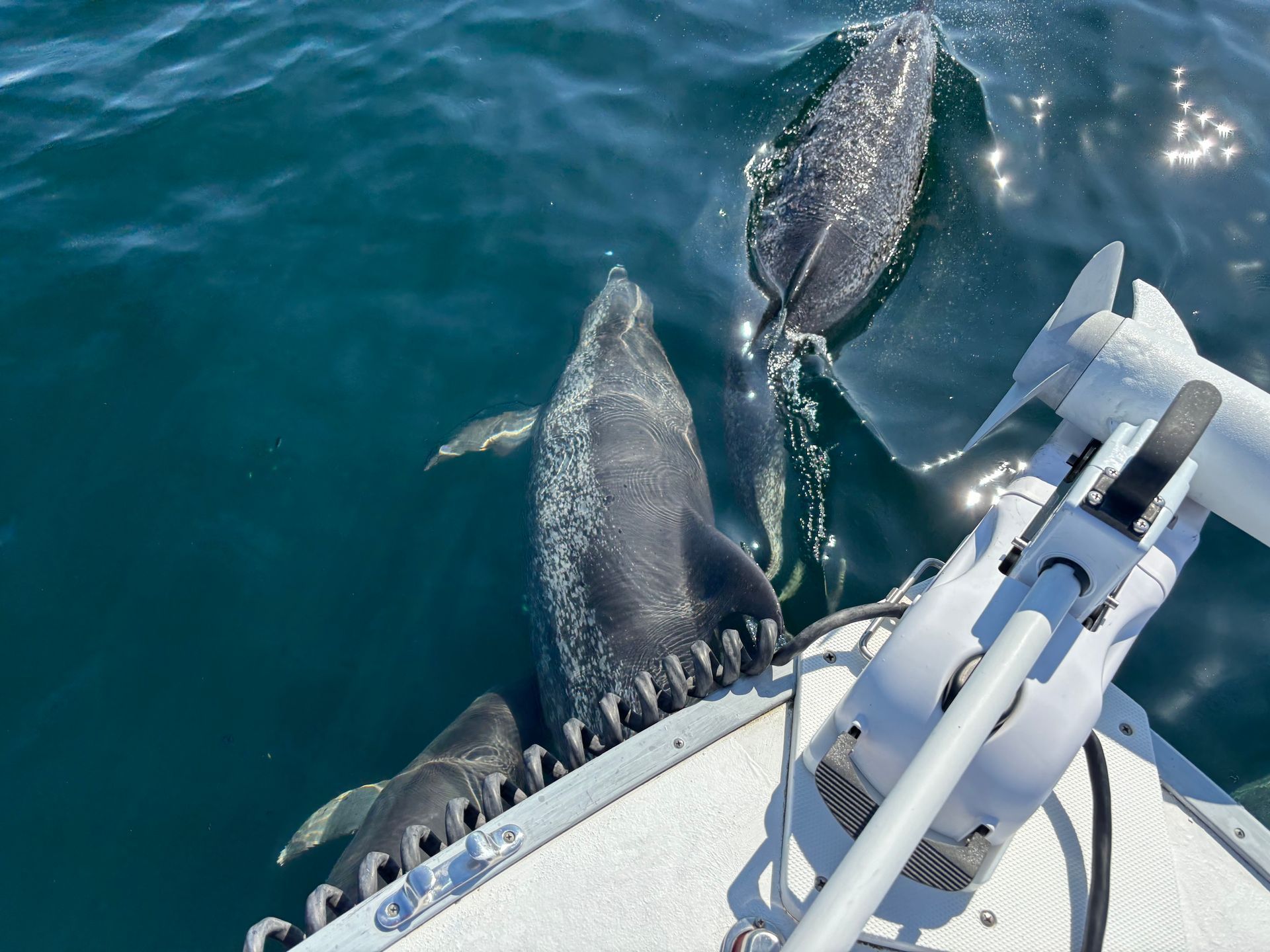 Dolphins swimming beside a boat's bow in blue ocean water.
