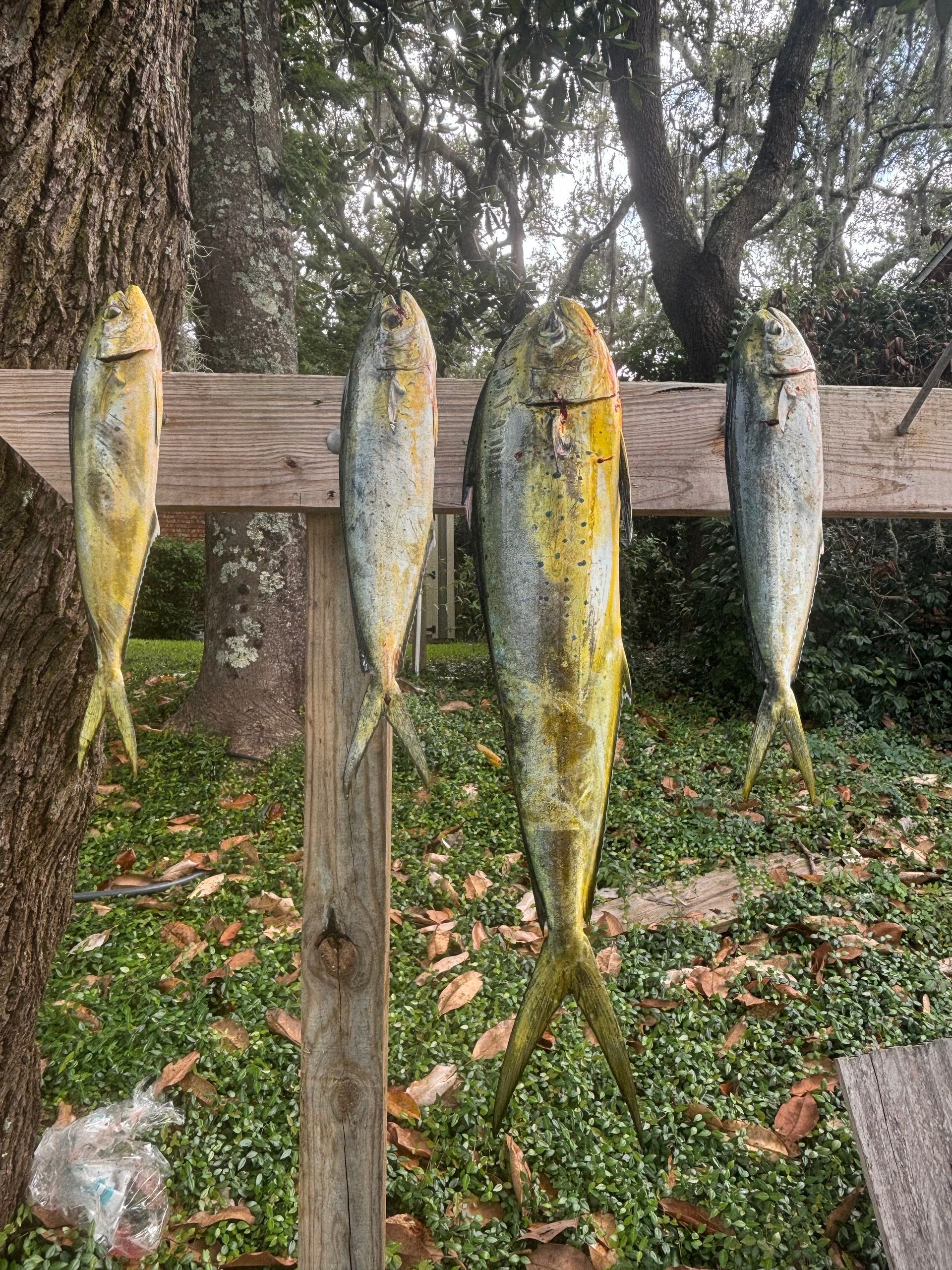 Five fish hanging by hooks on a wooden rack outdoors in a wooded area.
