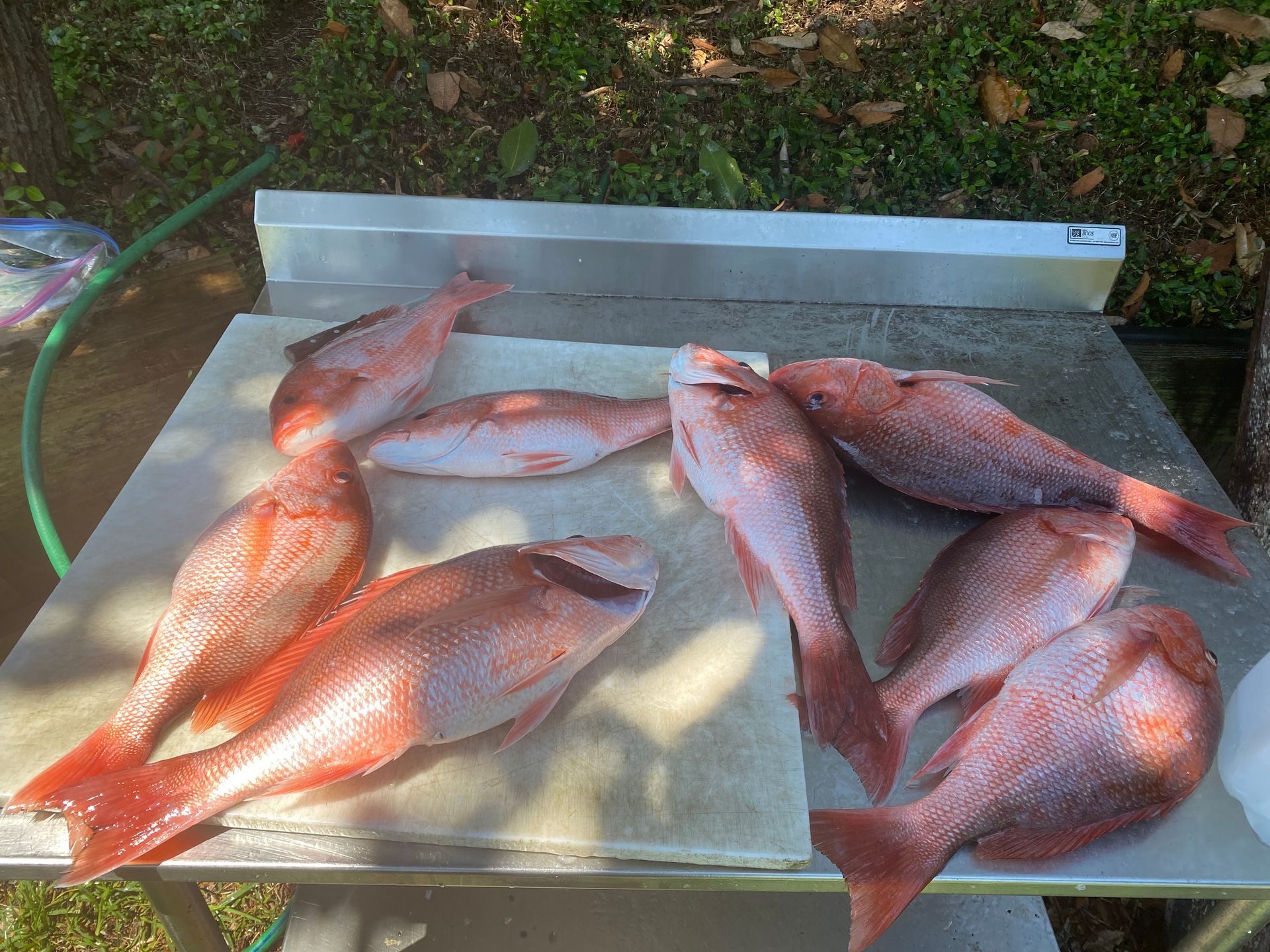 Several red fish laid on a metal tray outdoors in sunlight