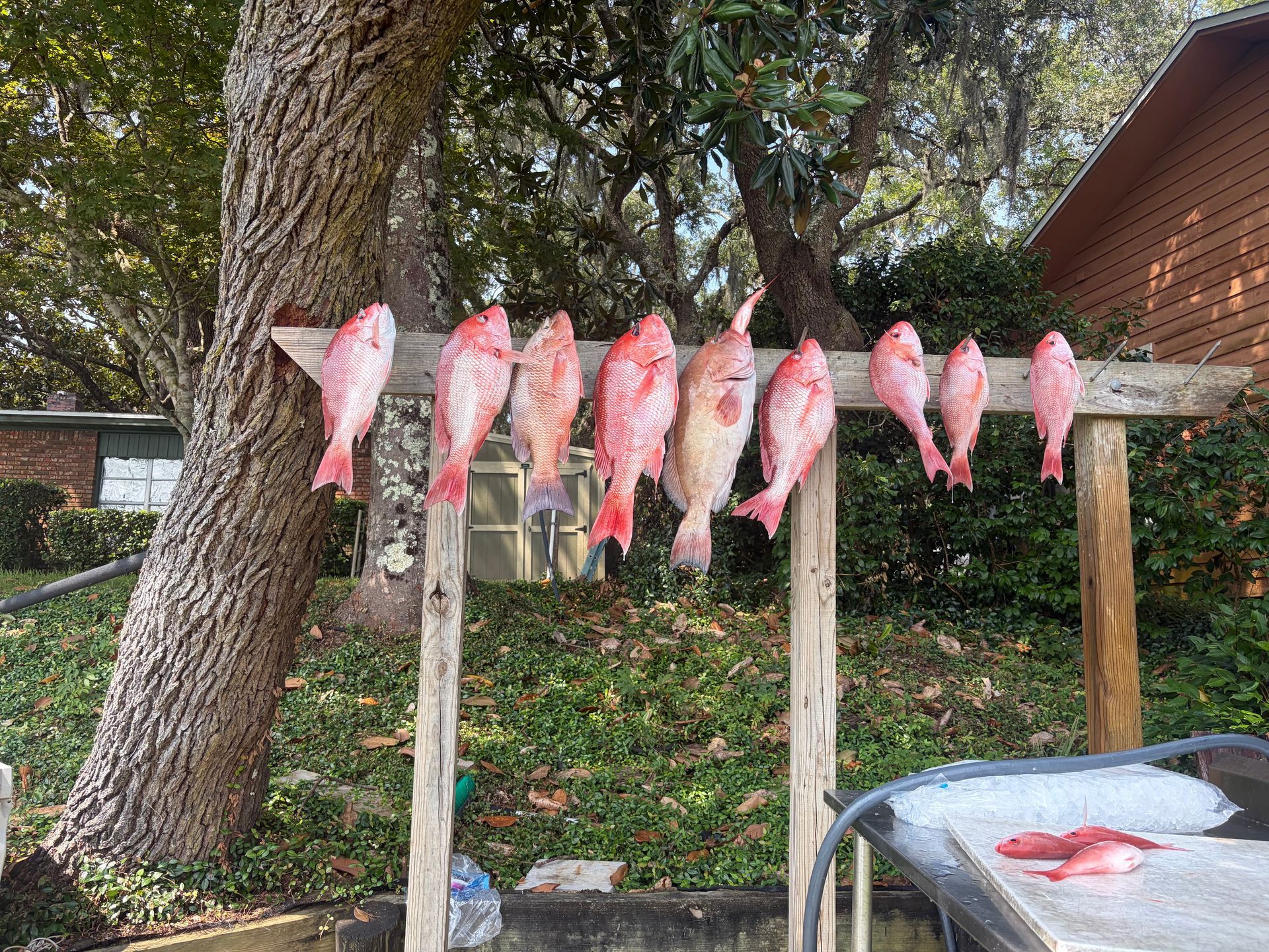 Pink fish hanging to dry on a wooden rack outdoors beside a tree and house