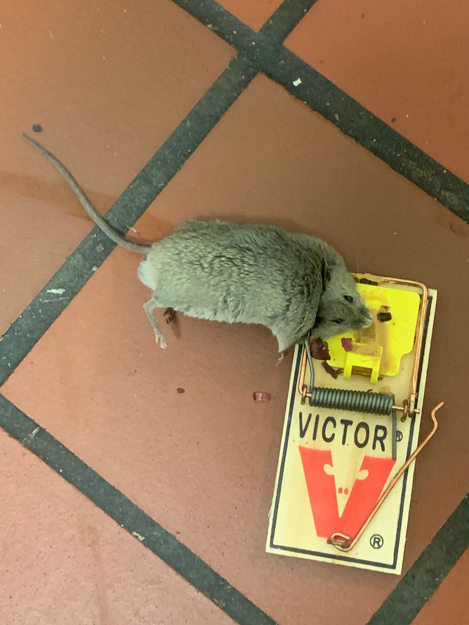 A trapped mouse in a snap trap, highlighting rats and rodents control and rodents removal as part of professional pest control services.