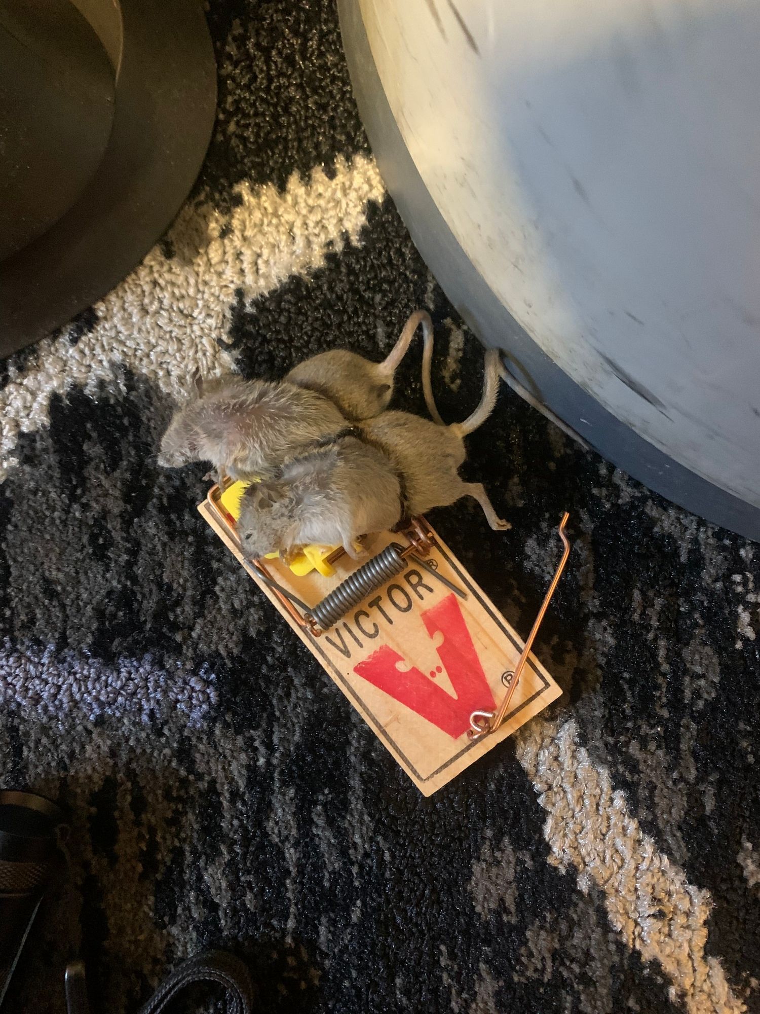 Several mice caught in a snap trap, emphasizing the need for rats and rodents control and professional pest control services.
