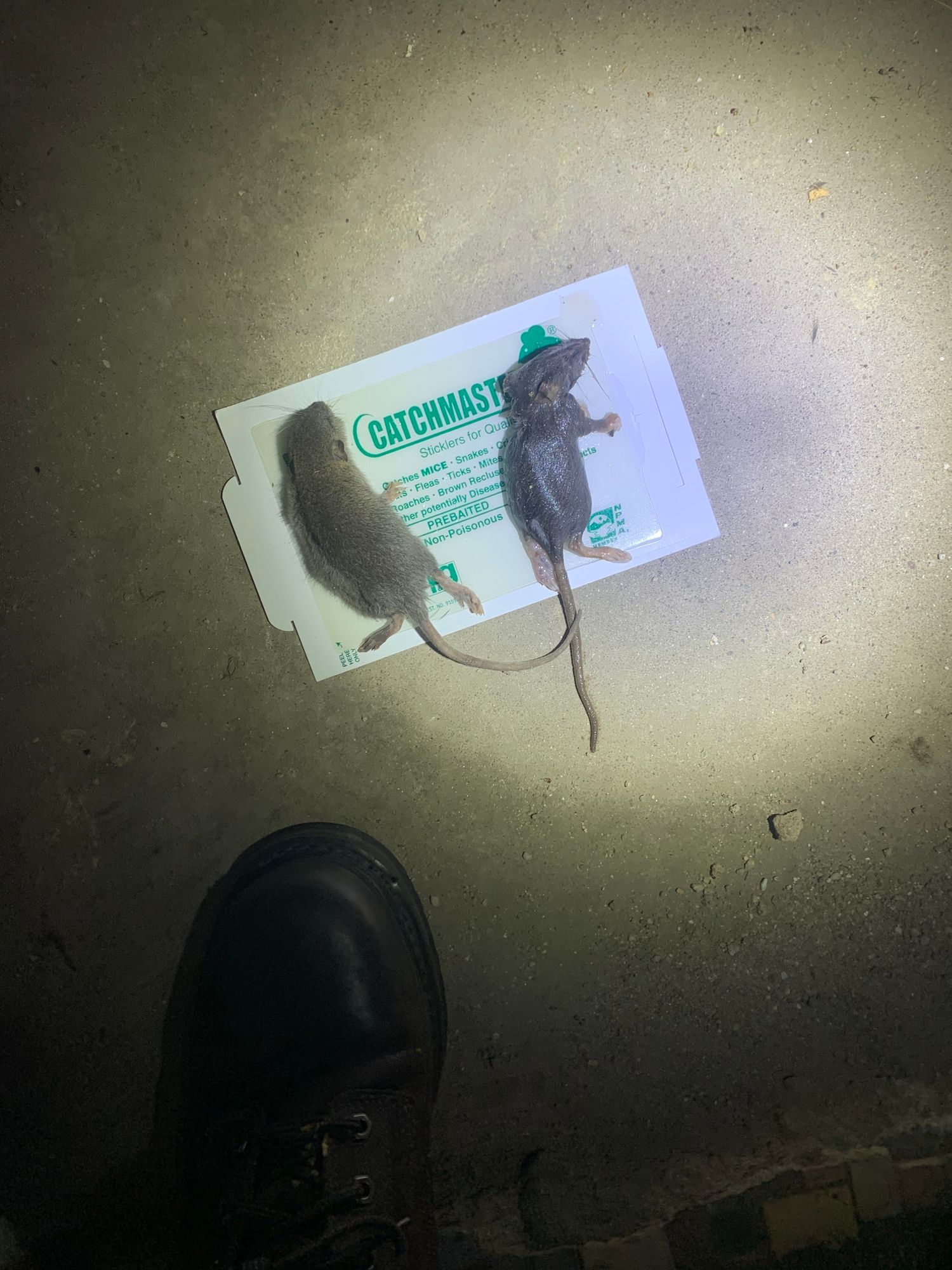 Two rodents caught on a glue trap, demonstrating effective rodents removal and pest control services for homes and businesses.