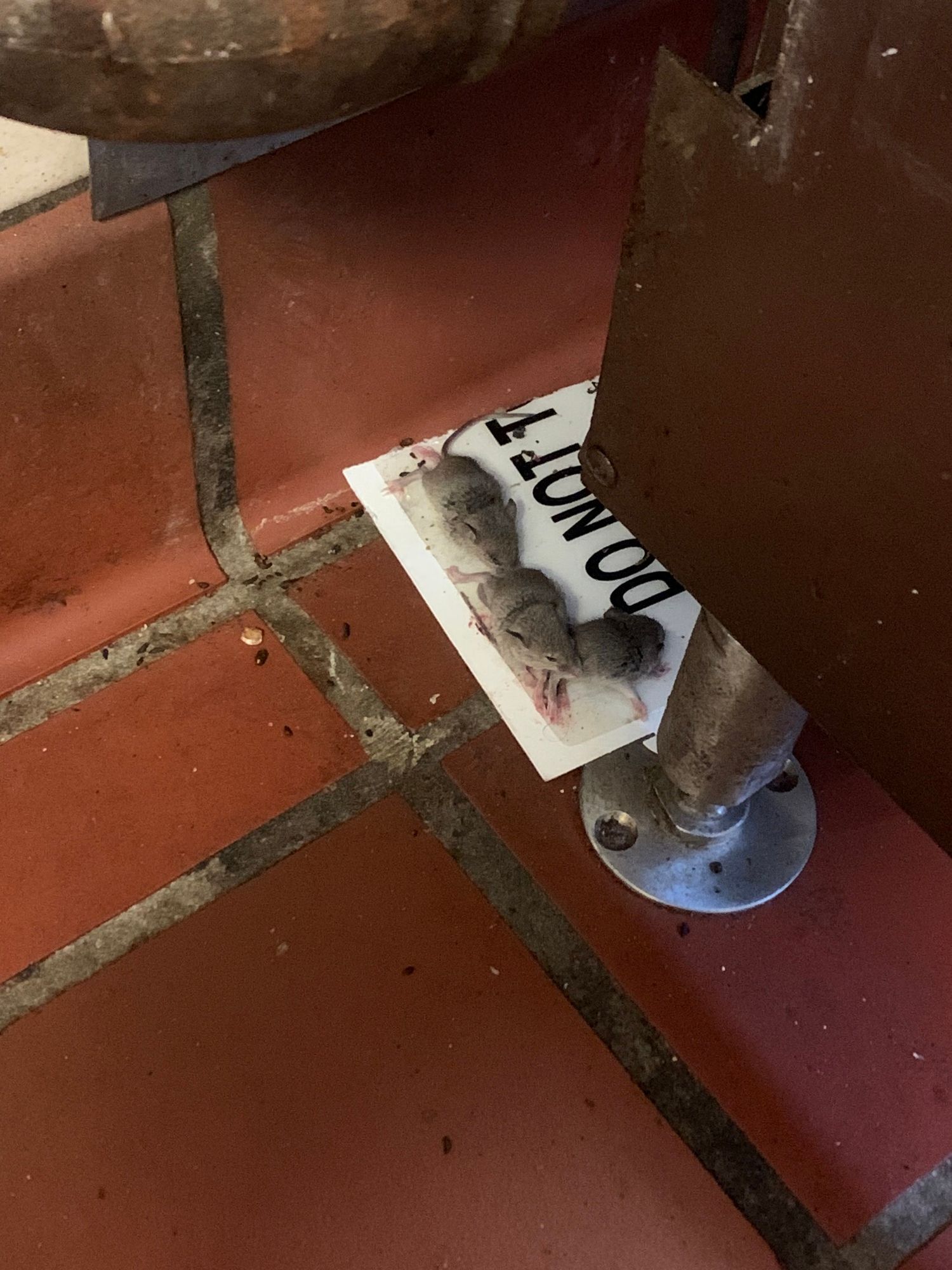 Several mice caught on a glue trap, illustrating rats and rodents control and effective rodents removal for pest-free environments.