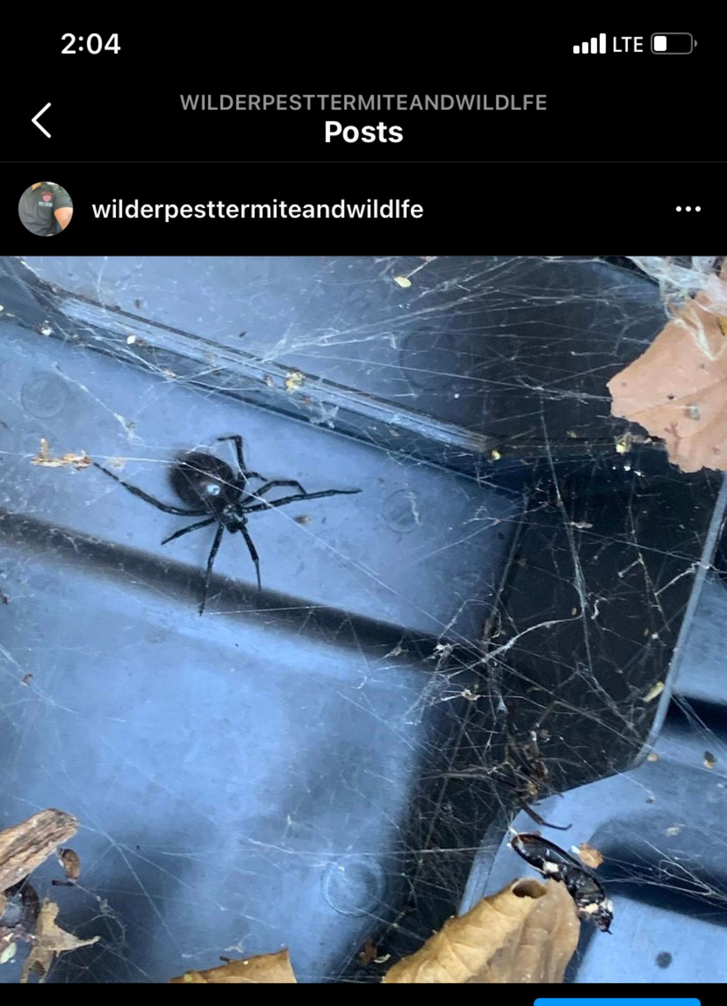 Black widow spider in its web, highlighting wildlife pest control services and the importance of professional pest control for dangerous spiders.