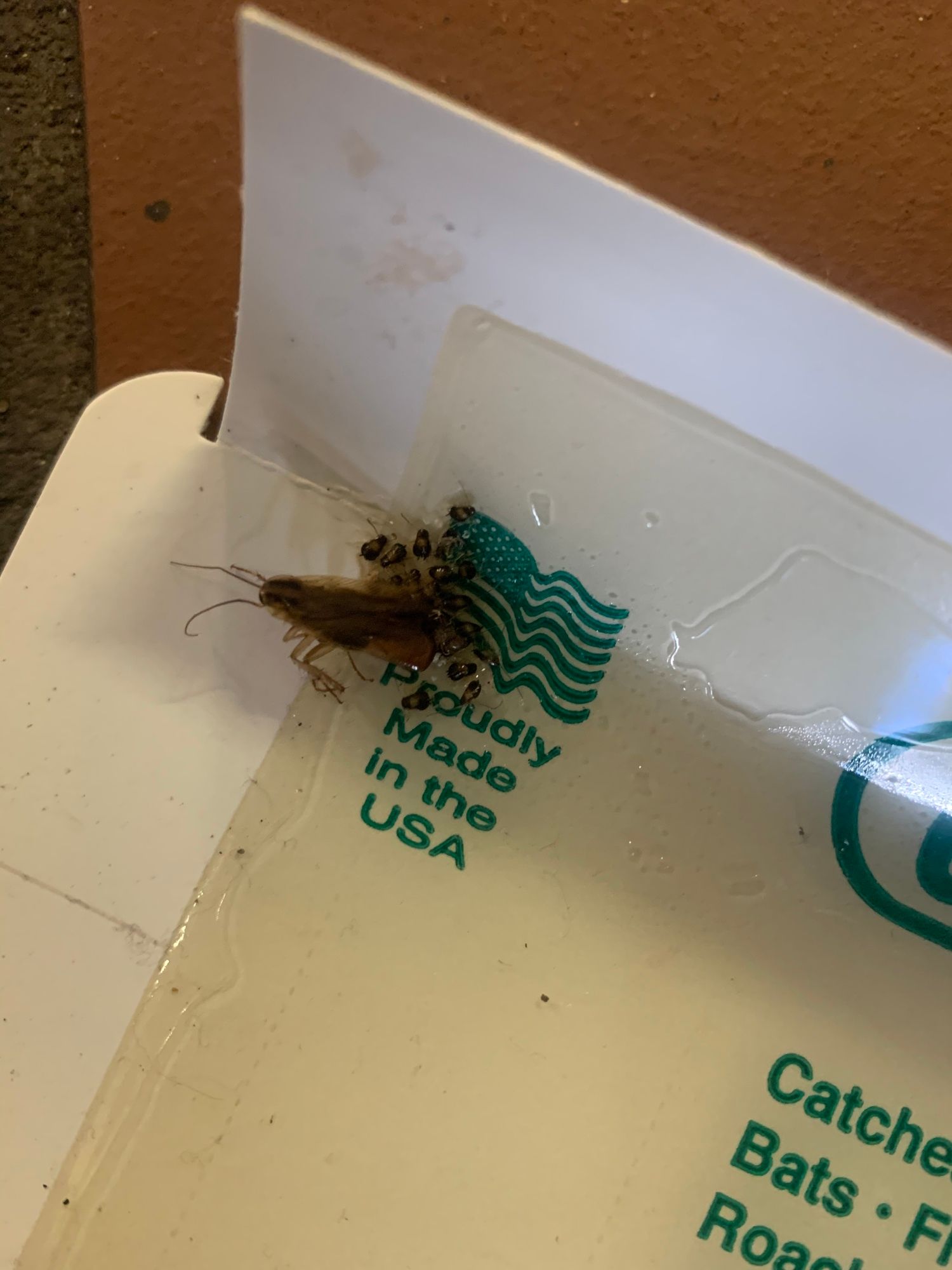 Cockroach stuck on a glue trap, highlighting exterminators for cockroaches and pest control services for bed bugs and insects in residential and commercial spaces.
