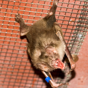 Residence Pest Control