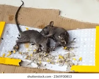 Trapped rodents on a glue trap, illustrating rats and rodents control and rodents removal in professional pest control services.