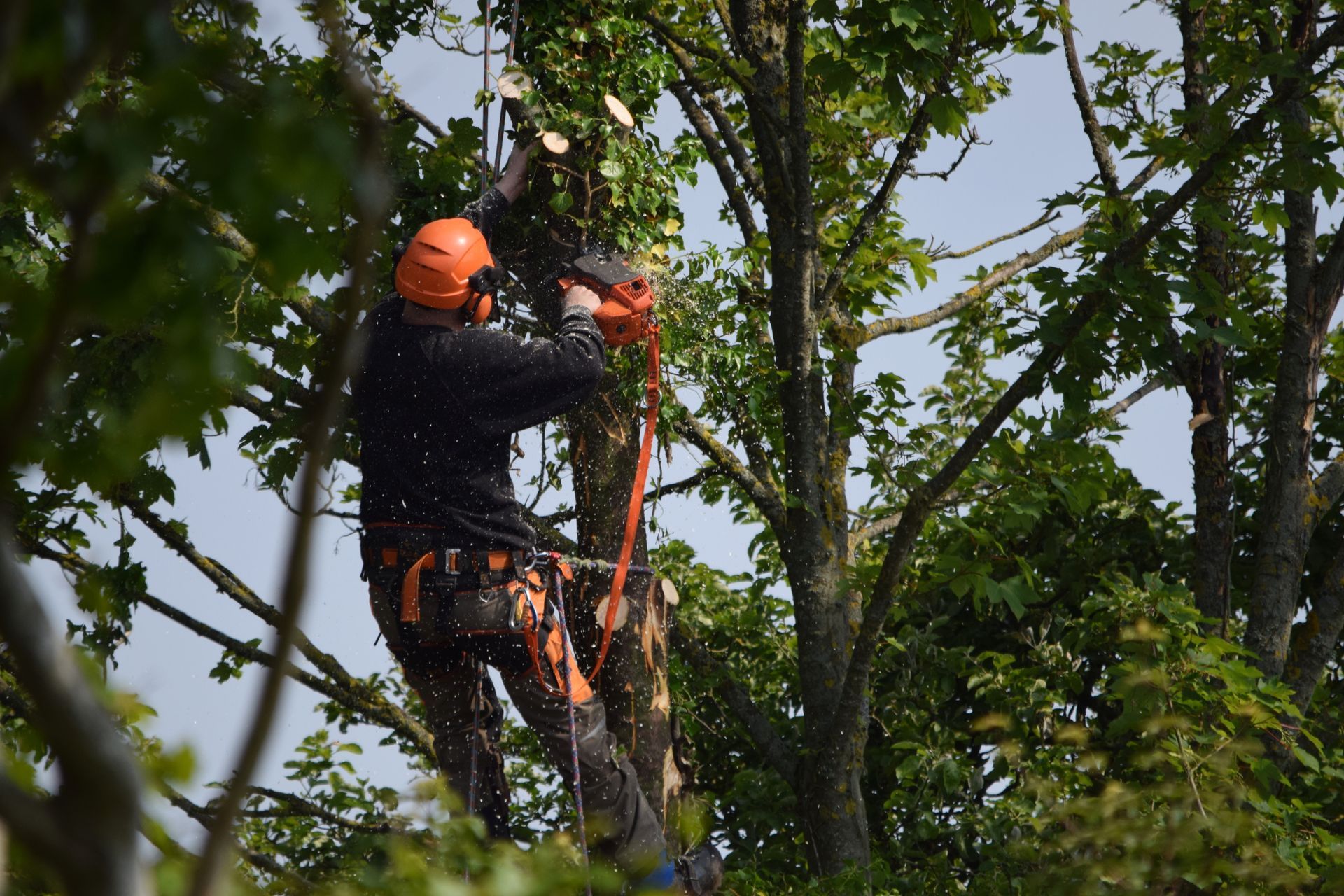 Arborist in orange helmet and safety gear, using a chainsaw to trim a tree.