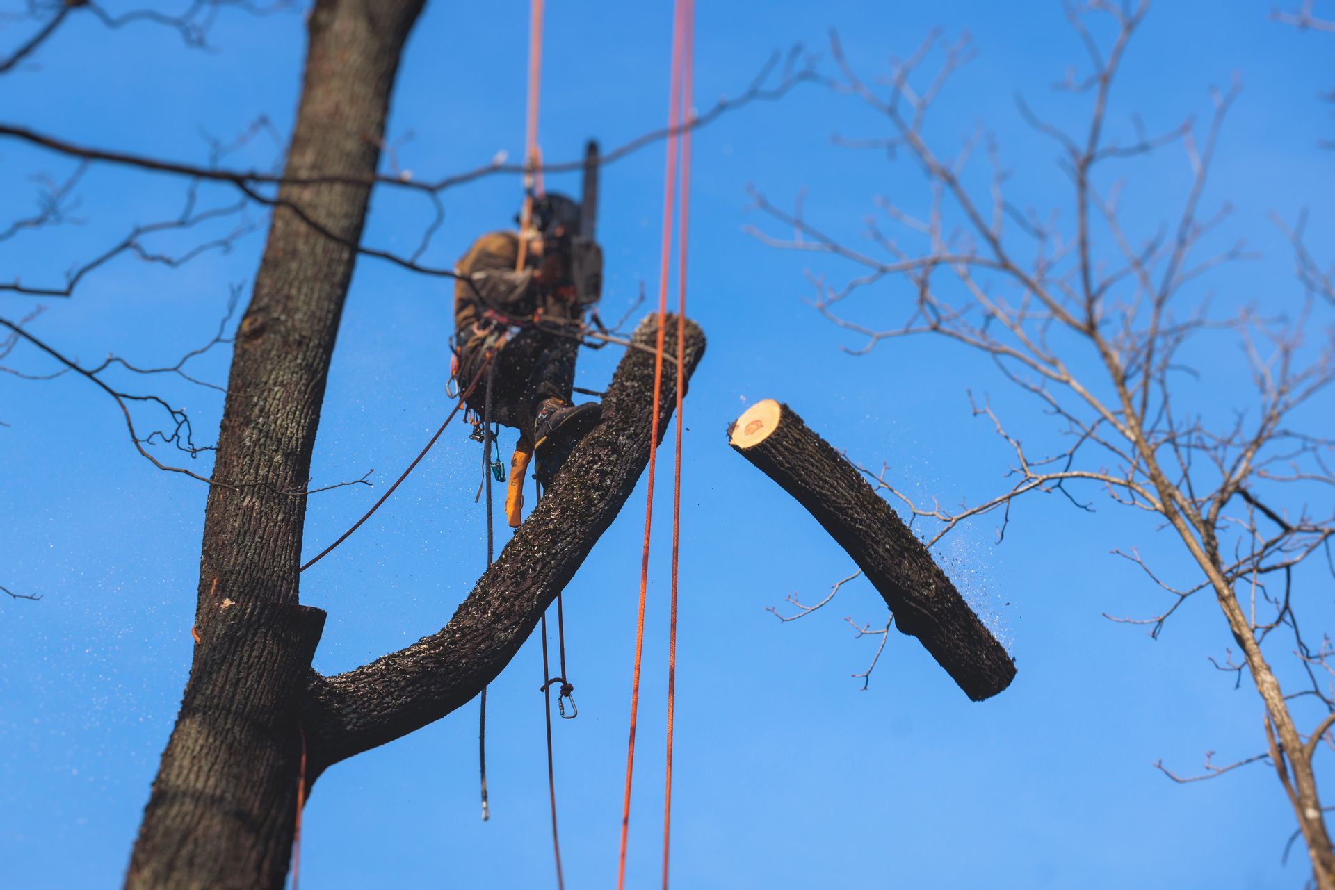 Arborist cutting a tree branch with a chainsaw, secured by ropes, against a blue sky.