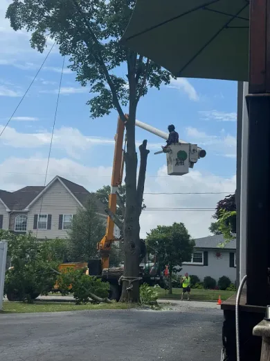Tree removal in progress with worker in a lift. A yellow truck and house in the background.