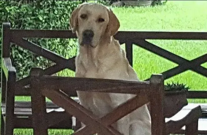 Un labrador amarillo sentado detrás de unos bancos de madera en un porche cubierto de césped, mirando a la cámara.