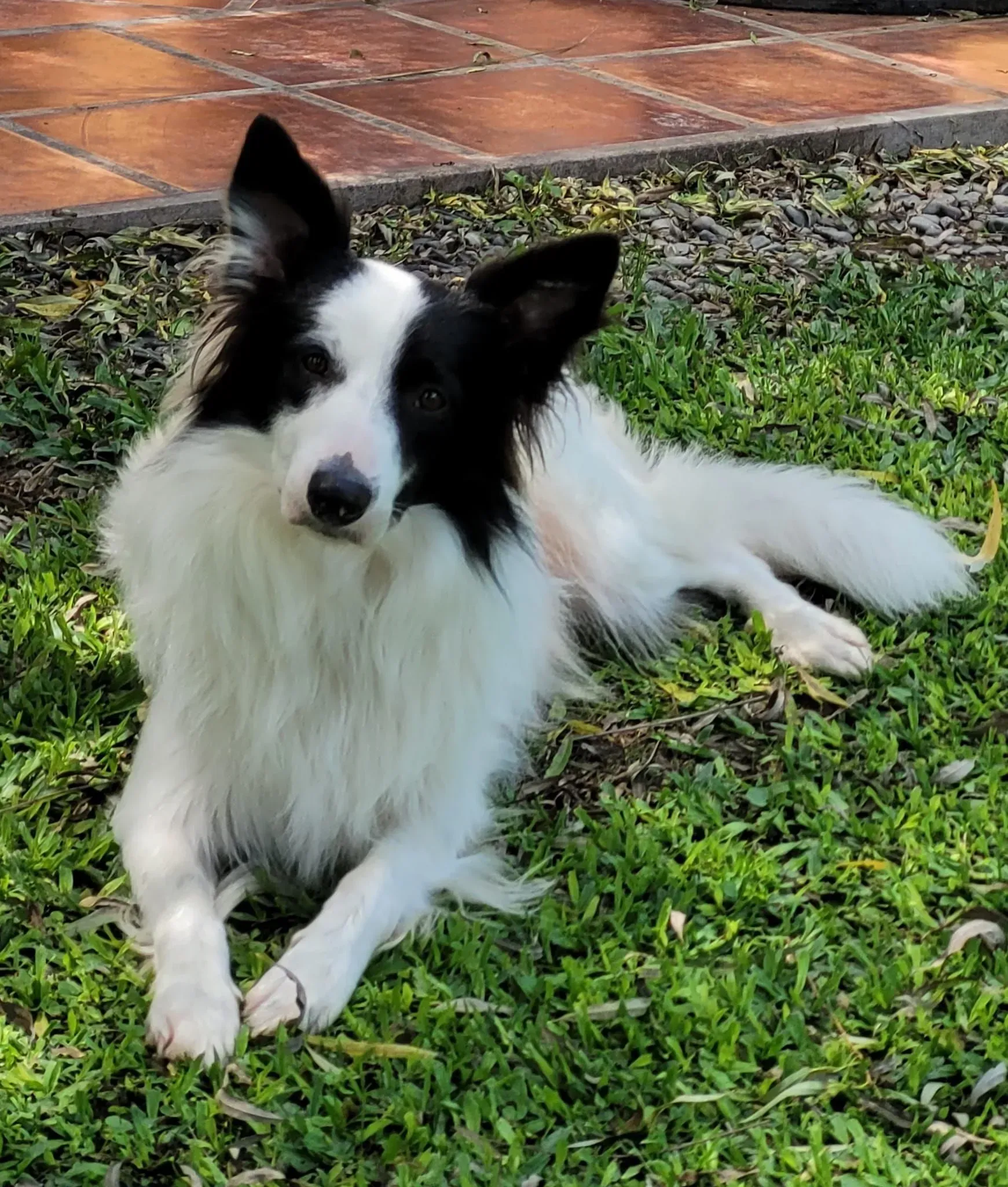 Perro blanco y negro tumbado en la hierba junto a un camino de piedra, mirando a la cámara.