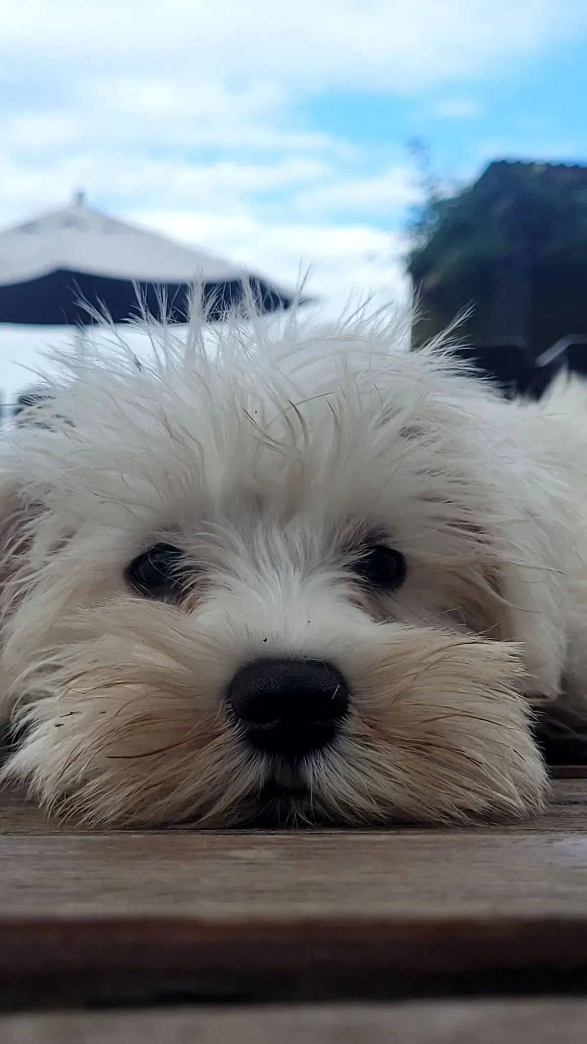 Un perrito blanco y peludo apoya la barbilla sobre una superficie de madera al aire libre bajo un cielo nublado.