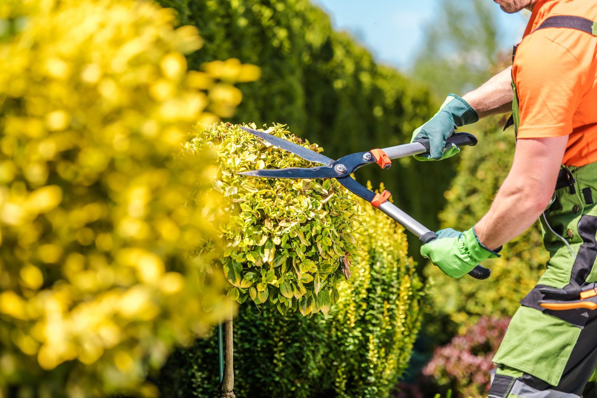 Gardener in green gloves and orange shirt trims a yellow and green hedge with shears.
