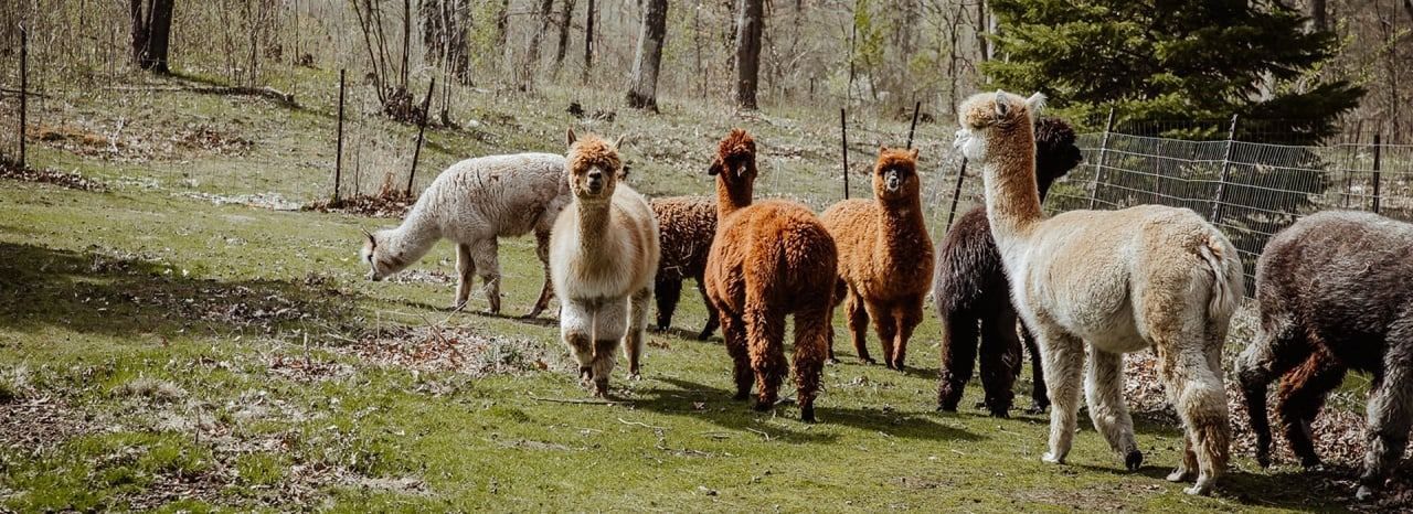A herd of alpacas of various colors grazes in a grassy field bordered by a forest. Some alpacas are facing the viewer.