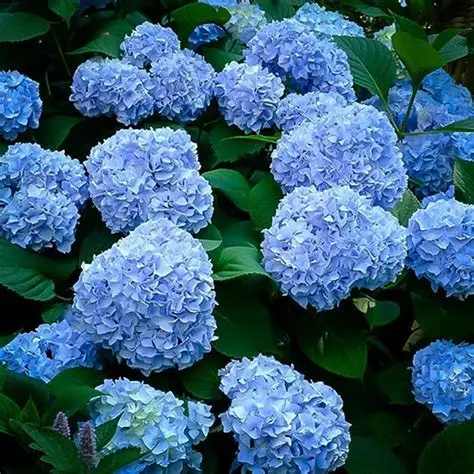 Blue hydrangea blossoms clustered among dark green leaves