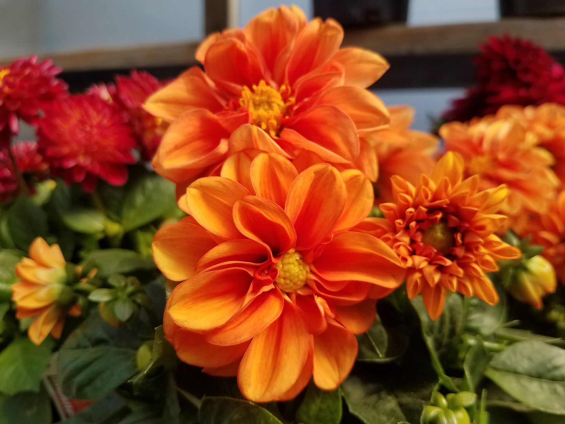 Orange and red dahlias in bloom on green stems, with a blurred indoor background
