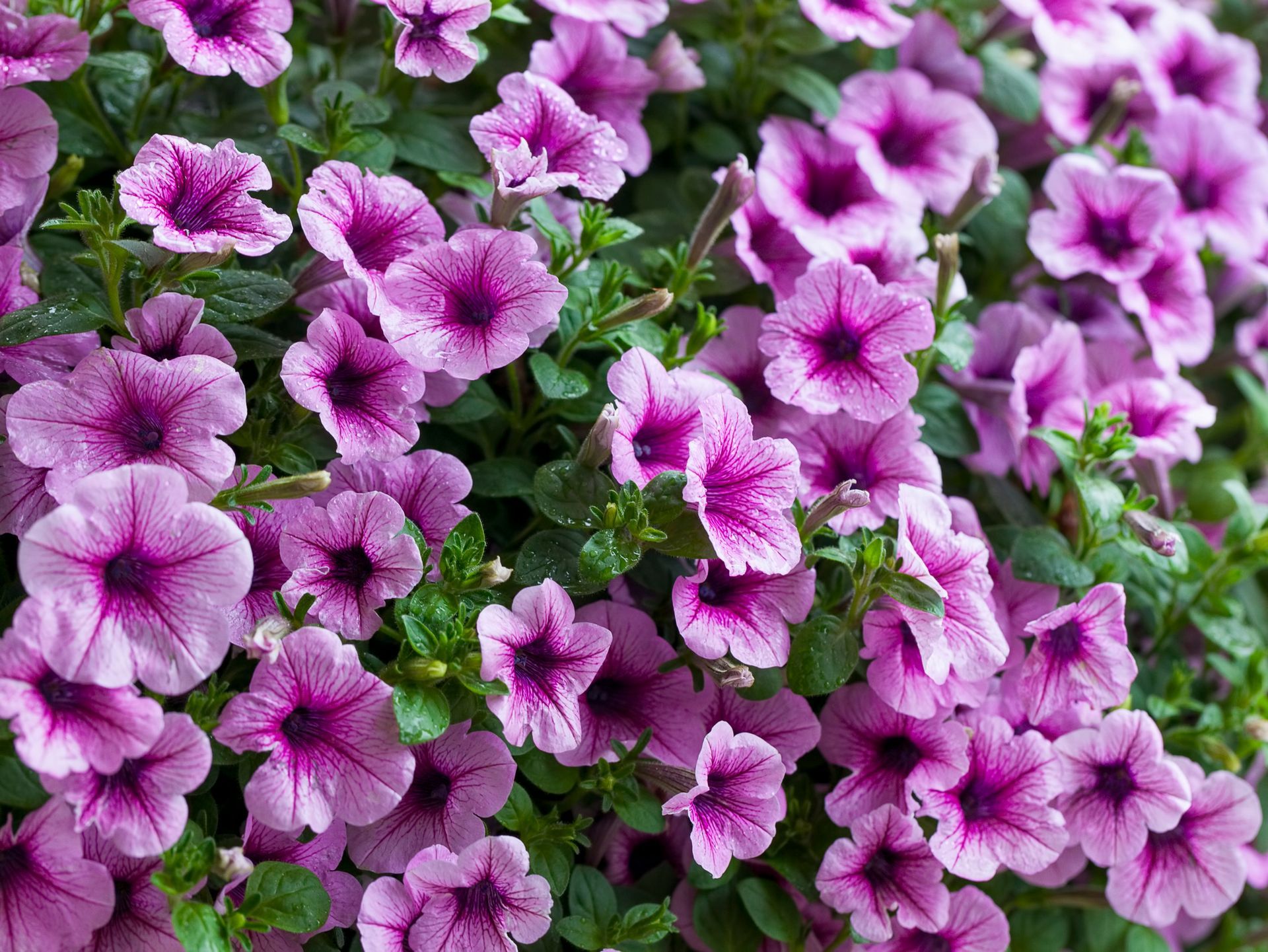 Cluster of pink and purple petunia flowers with green foliage