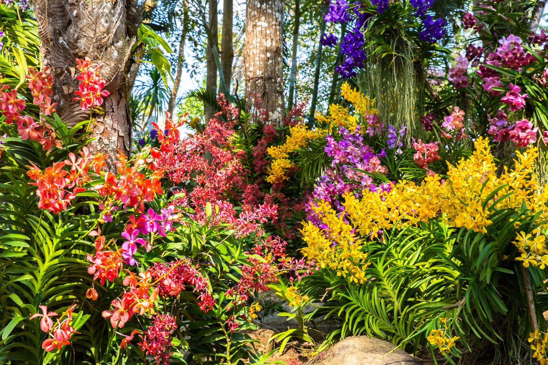 Colorful orchids blooming in a lush tropical garden, with pink, yellow, and purple flowers among trees and greenery