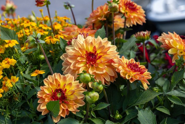 Flower shop display with vibrant blossoms in various baskets and shelves.