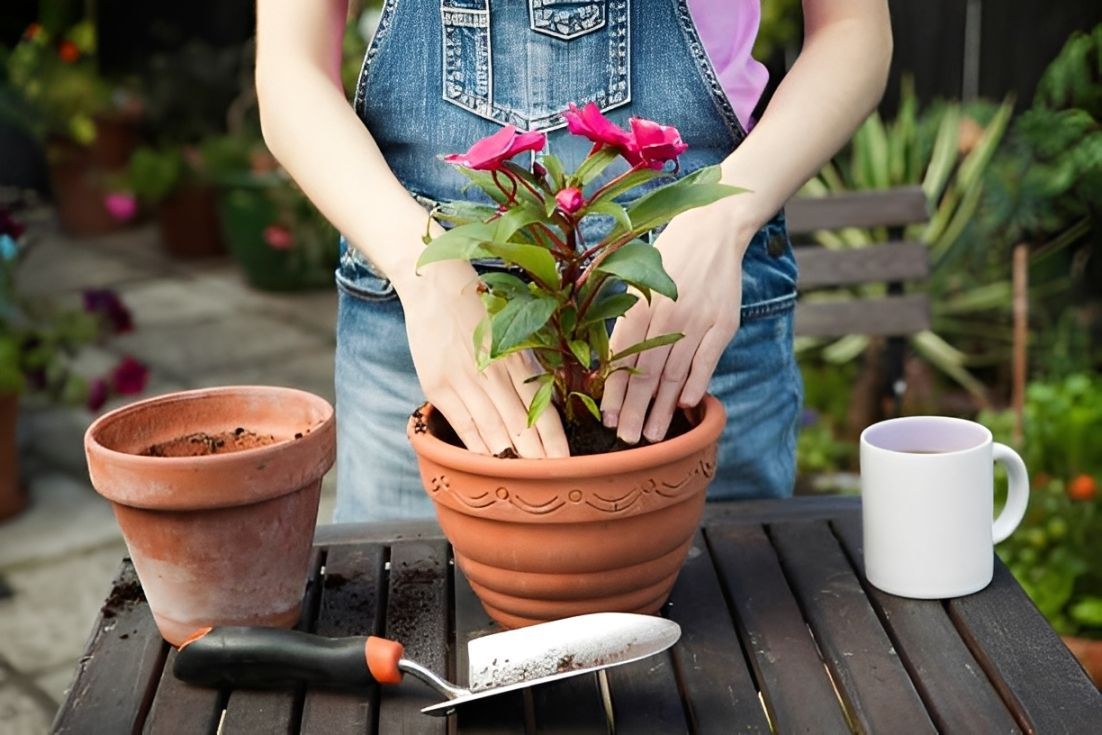 Person in overalls planting a flower in a terracotta pot, with a mug, trowel, and other pots on a wooden table.