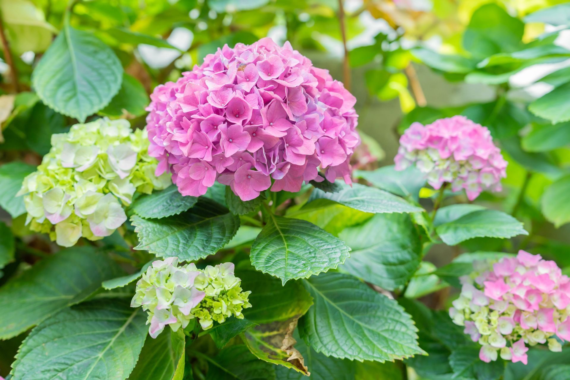 Pink and white hydrangea blooms among green leaves in a garden