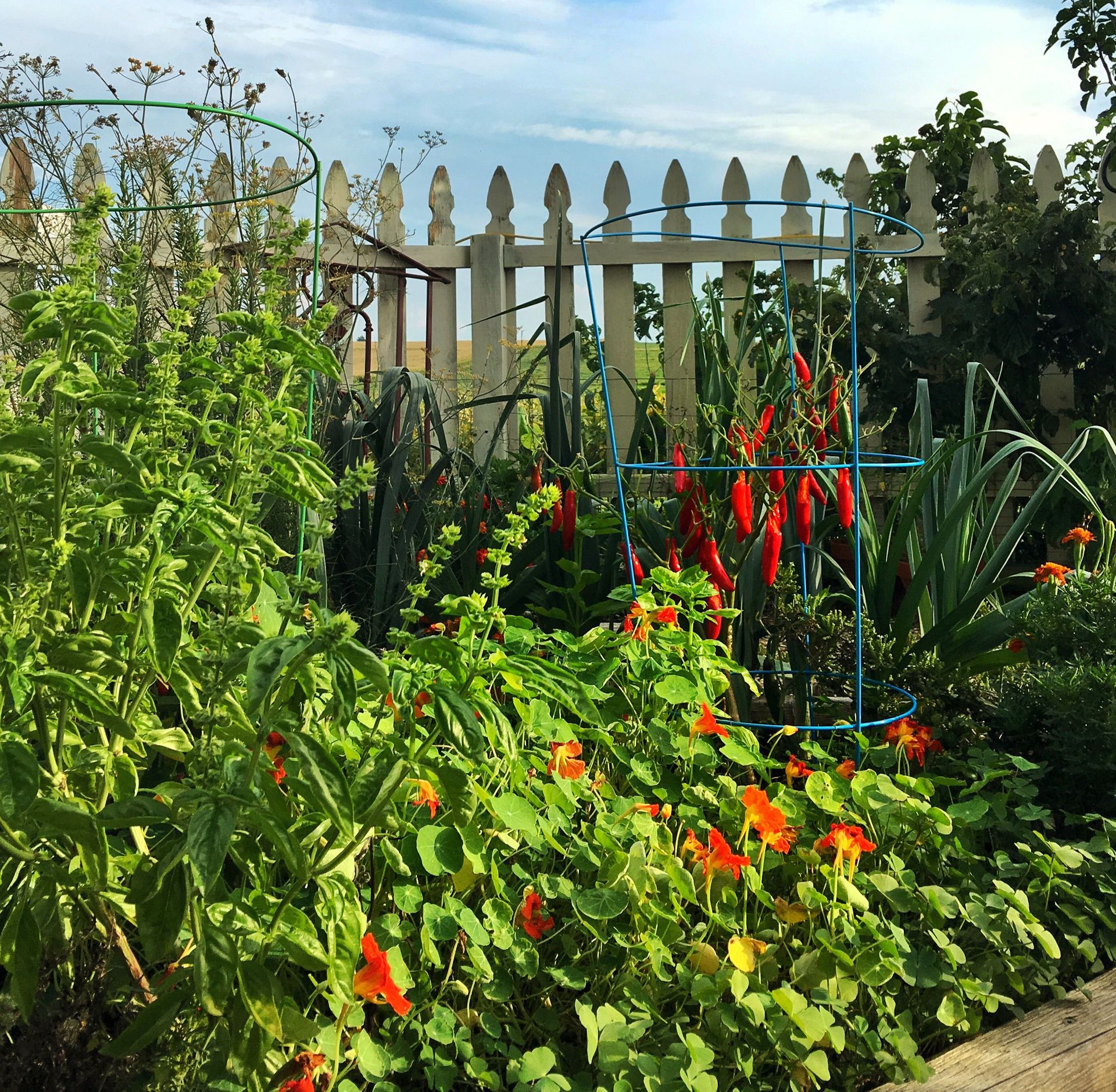 Lush garden bed with red and orange flowers beside a white picket fence under a blue sky