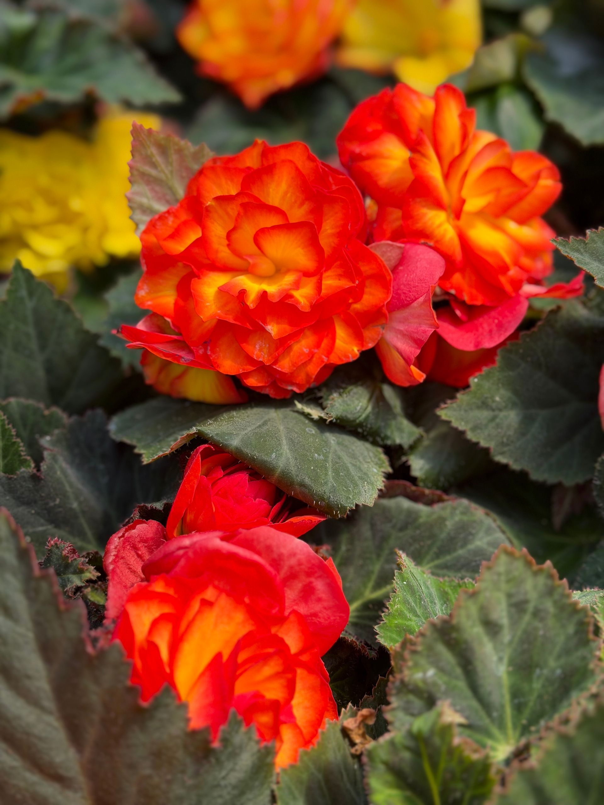 Orange and red flowers blooming among dark green leaves