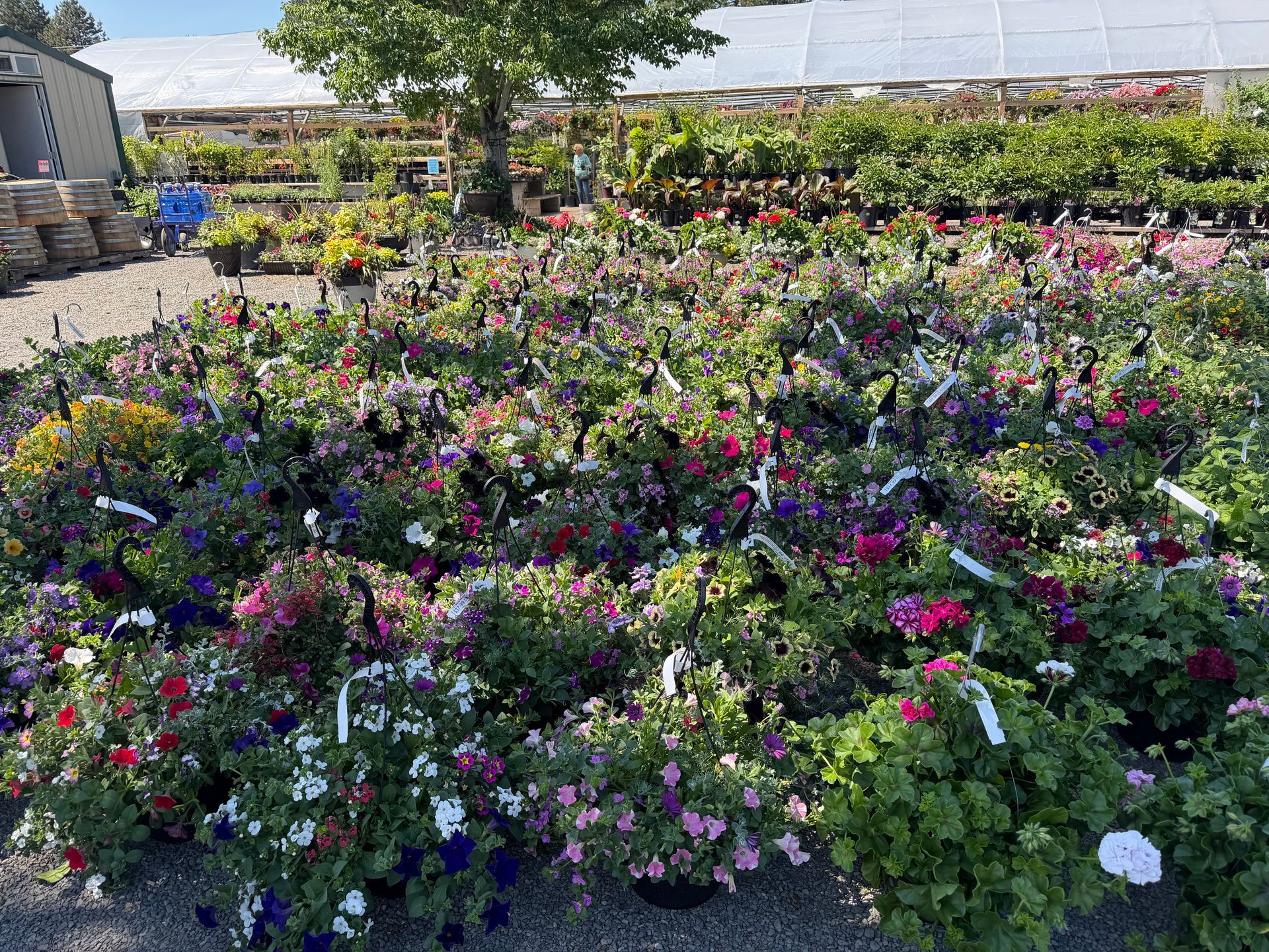 Colorful flower nursery with many blooming potted plants arranged outdoors under a greenhouse canopy.