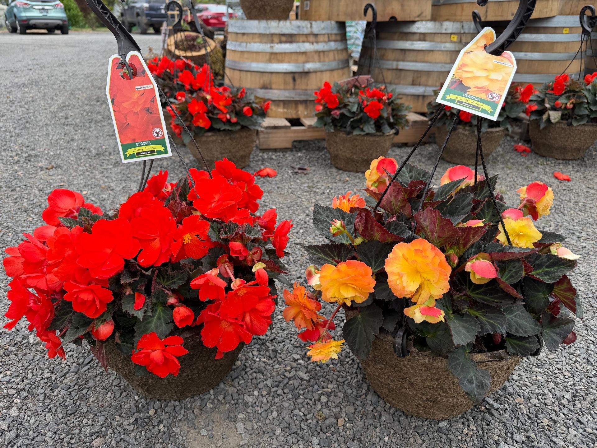 Potted red, orange, and dark begonias displayed on gravel beside a wooden barrel planter.