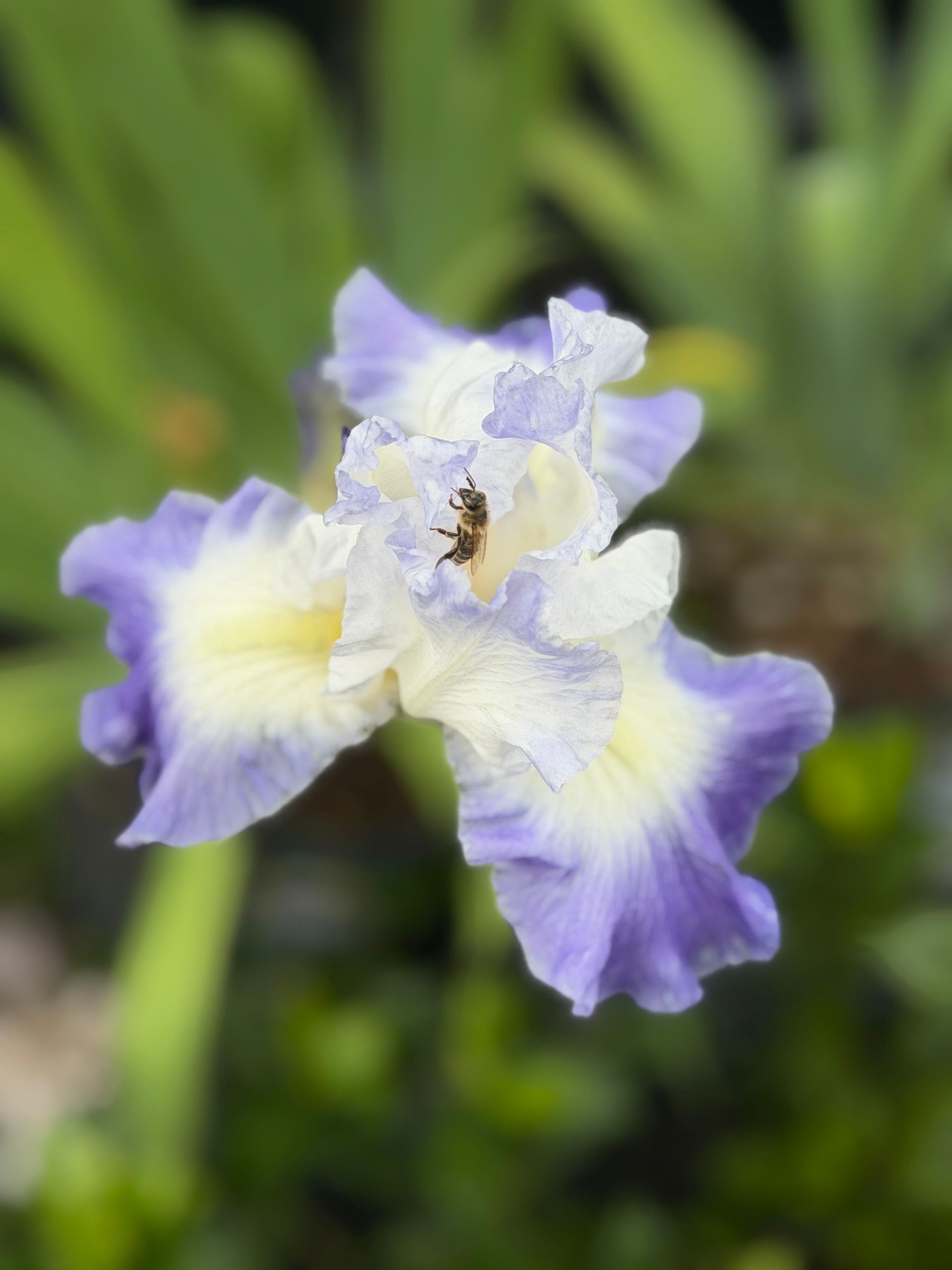 Purple-and-white flower with yellow center against a blurred green background