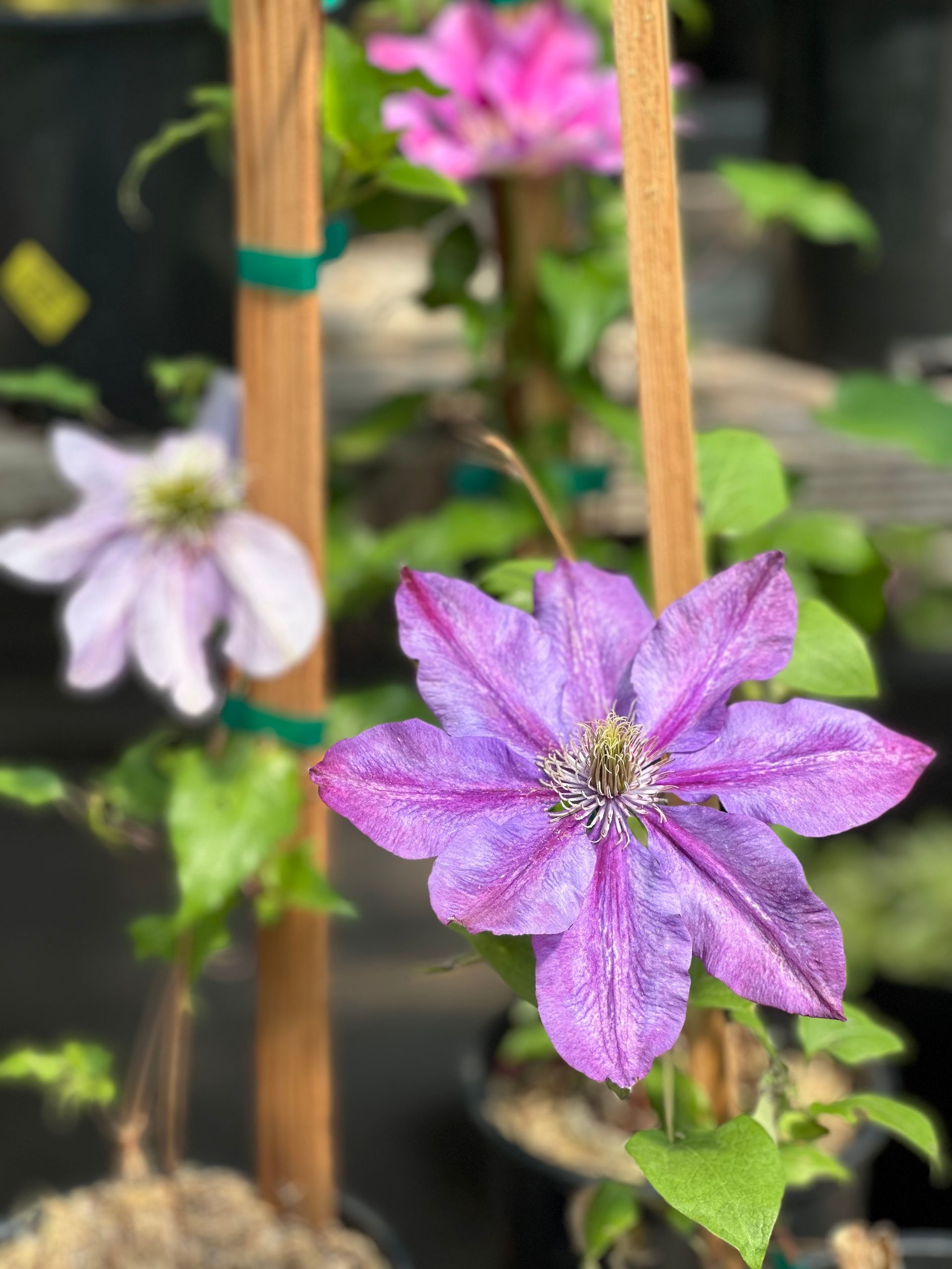 Purple flower blooming on a garden trellis with blurred pink and white flowers in the background