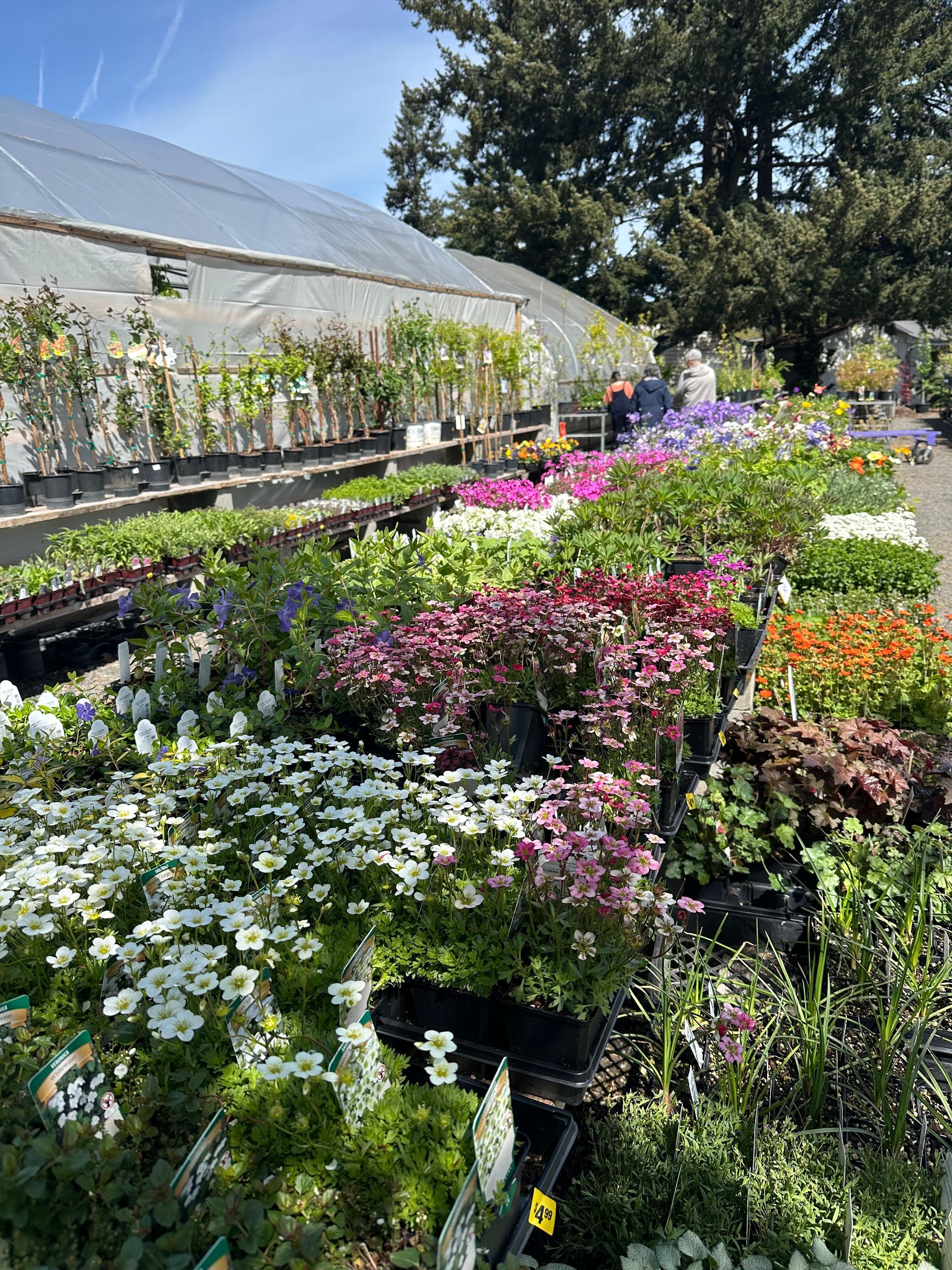 Colorful flowers in a greenhouse garden center under bright sunlight