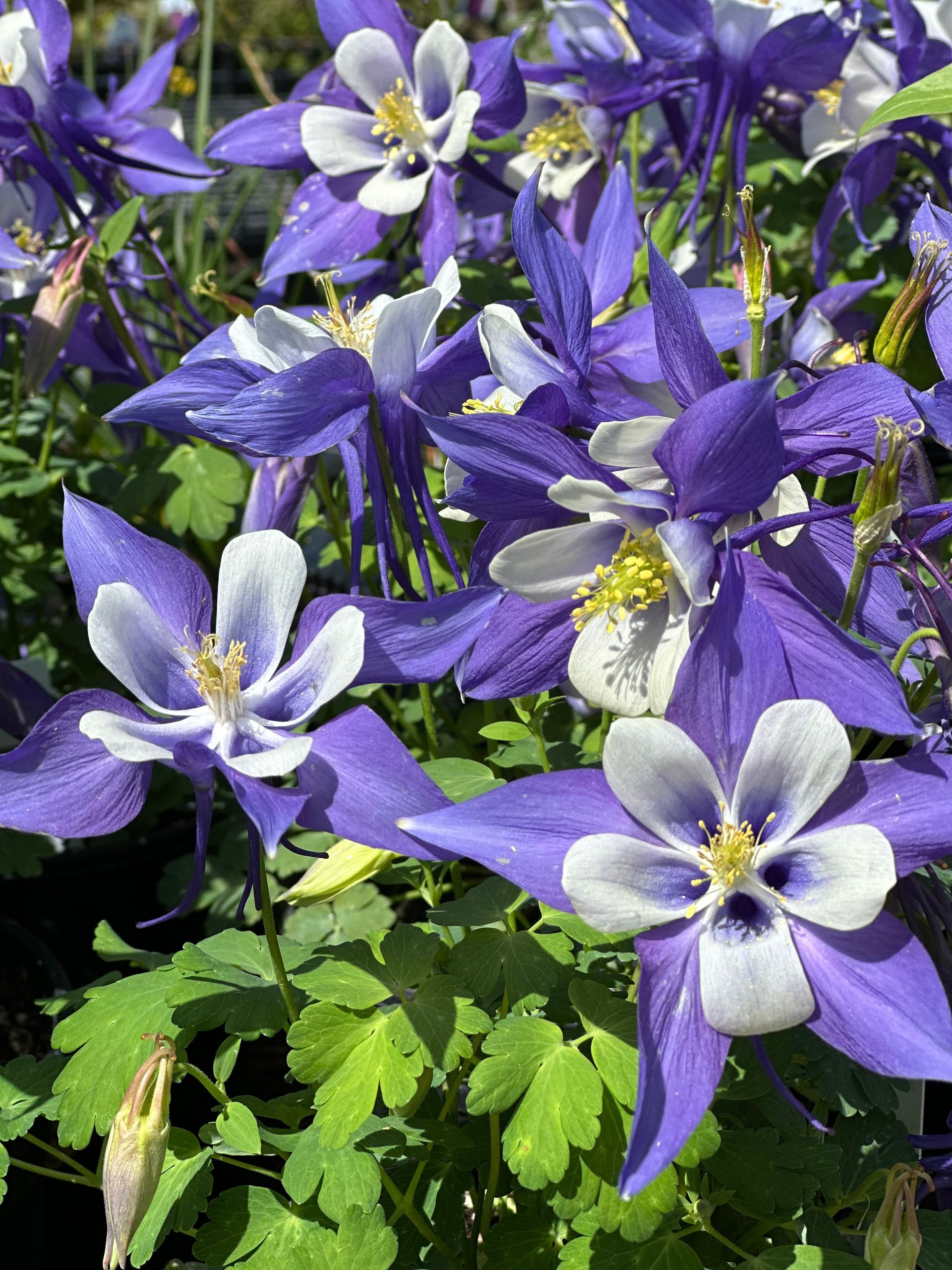 Purple and white columbine flowers blooming among green leaves