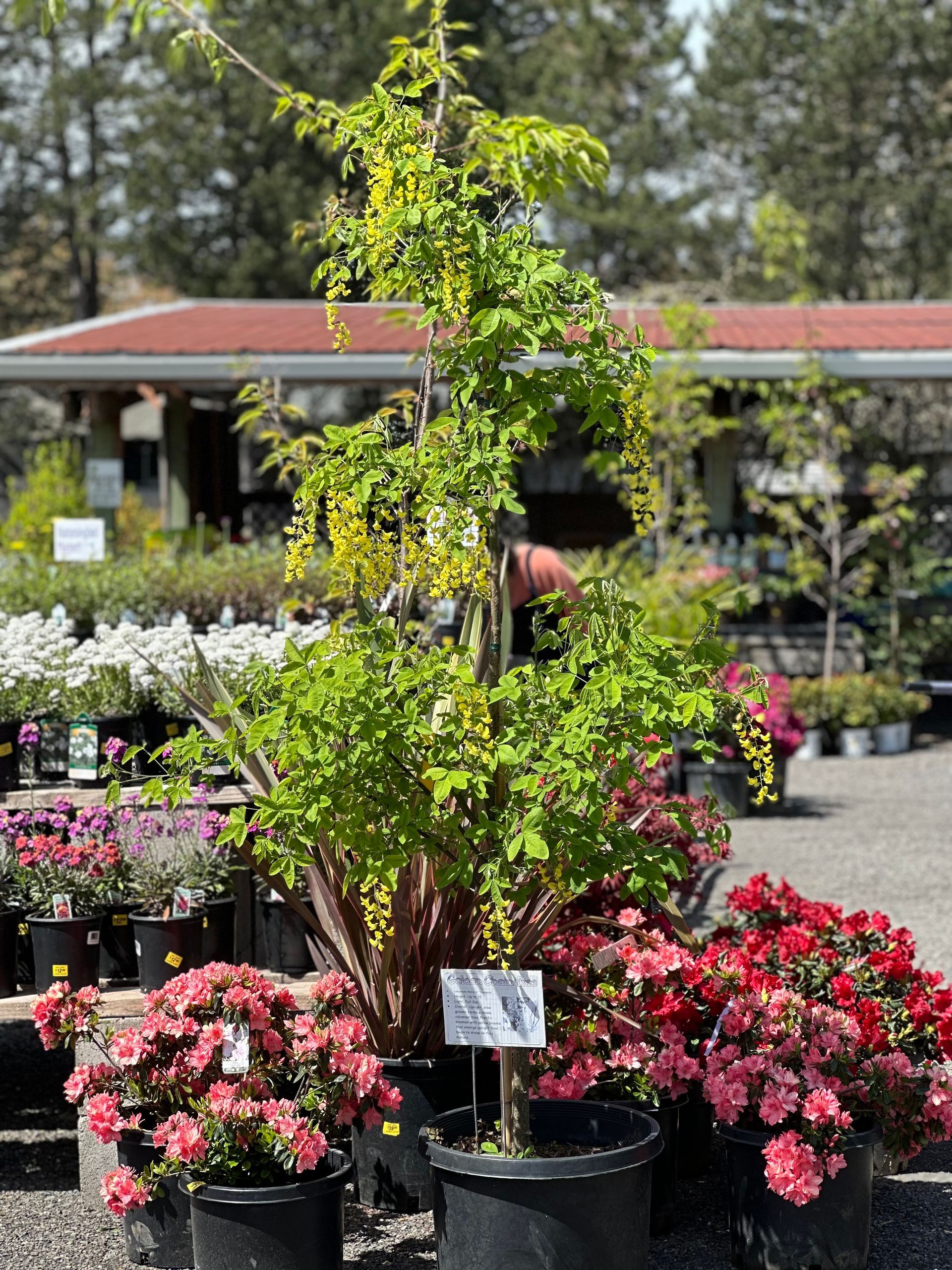 Potted flowering shrubs and a tall green plant displayed outside a garden center