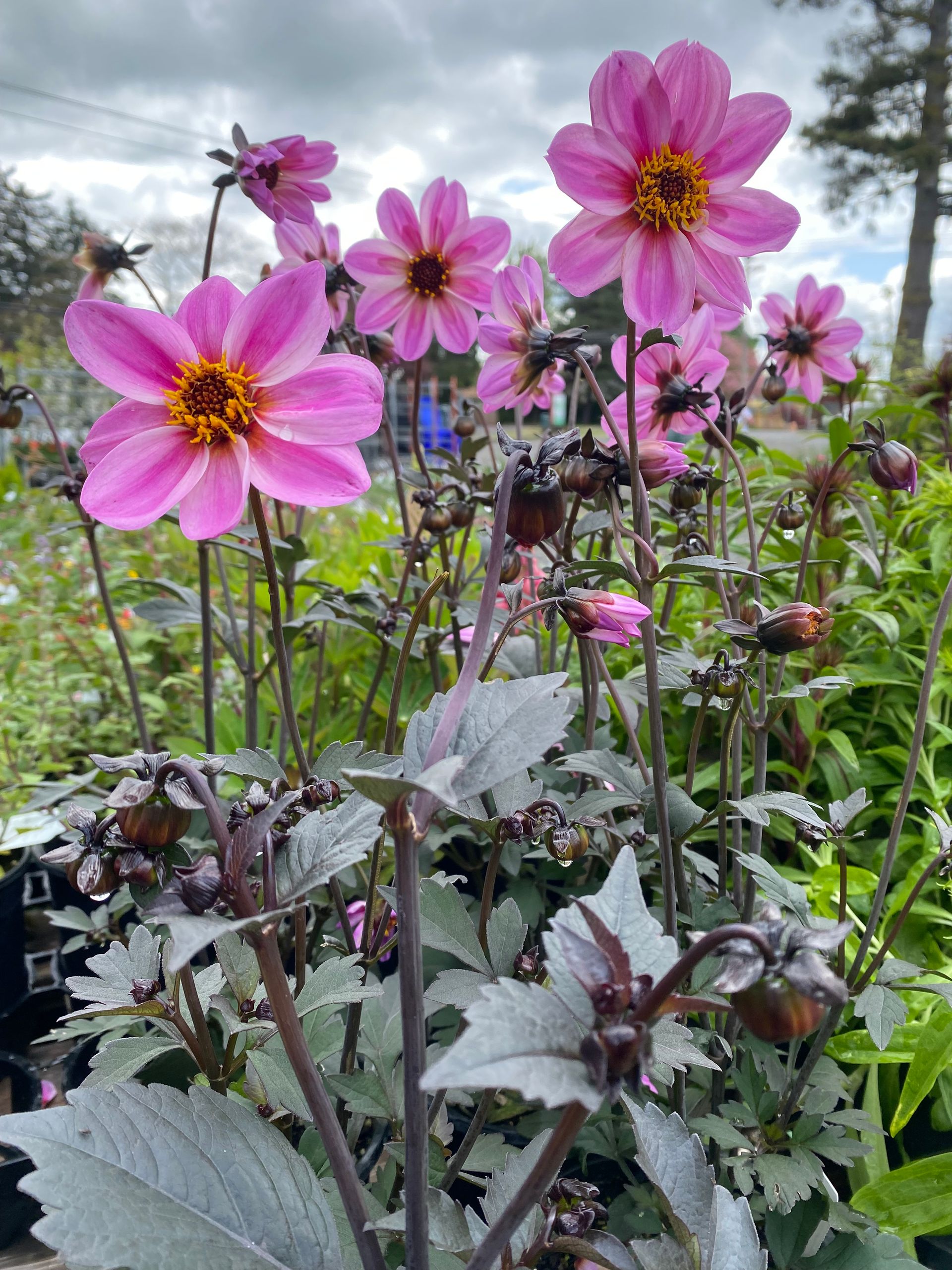 Pink cosmos flowers blooming in a garden under a cloudy sky