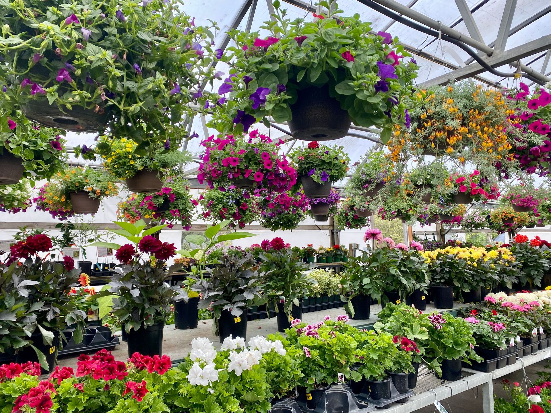 Colorful hanging flower baskets and rows of potted plants in a greenhouse nursery