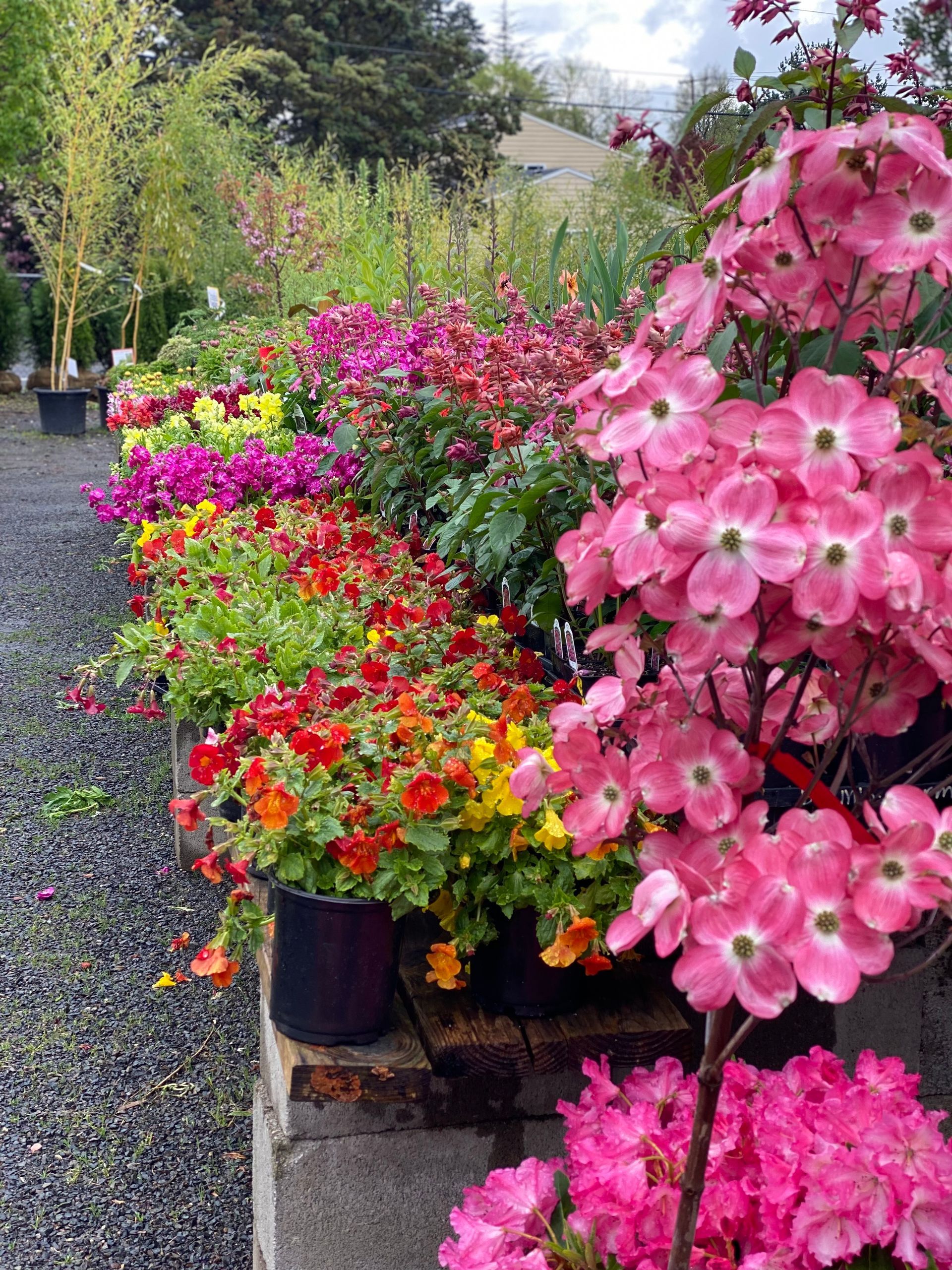 Pots of bright pink, red, and yellow flowers lining a gravel garden path