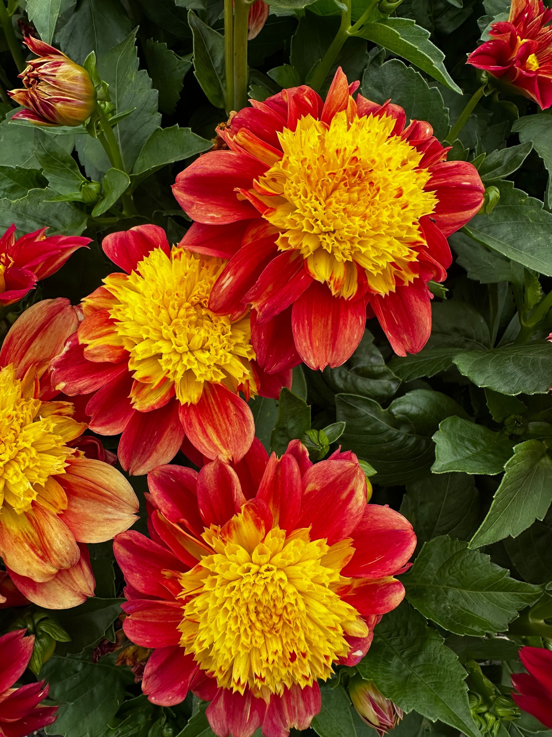 Red and yellow flowers blooming amid dark green leaves.