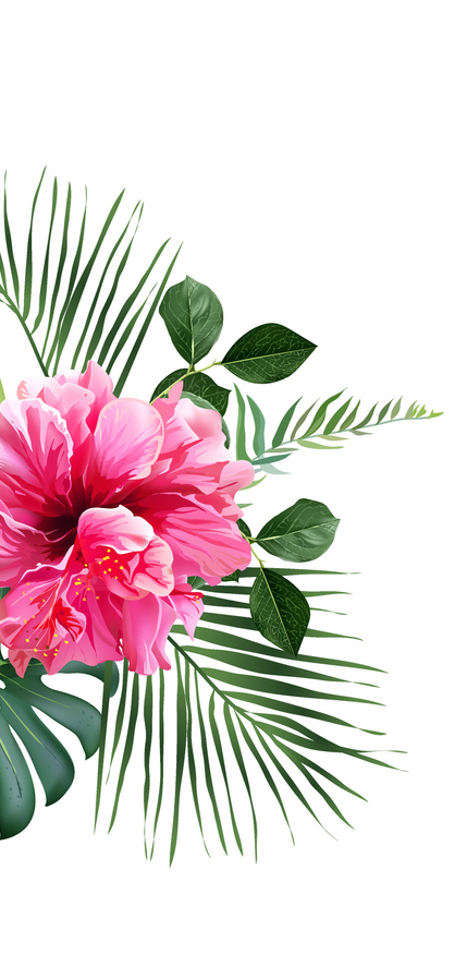 Pink hibiscus flower with green leaves on a white background. Pink hibiscus flower with green leaves on a white background.