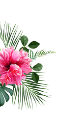 Pink hibiscus flower with green leaves on a white background.