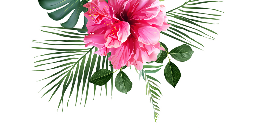 Pink hibiscus flower with green leaves on a white background. Pink hibiscus flower with green leaves on a white background.
