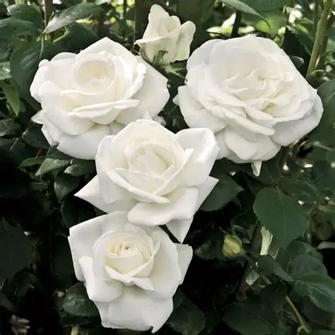 Cluster of white roses in bloom amid dark green leaves Cluster of white roses in bloom amid dark green leaves