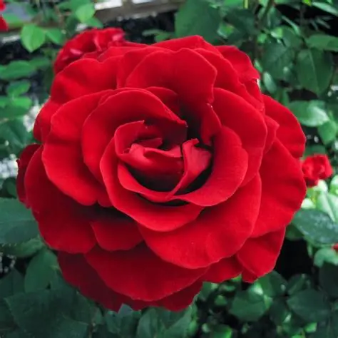 Close-up of a vibrant red rose bloom against green foliage