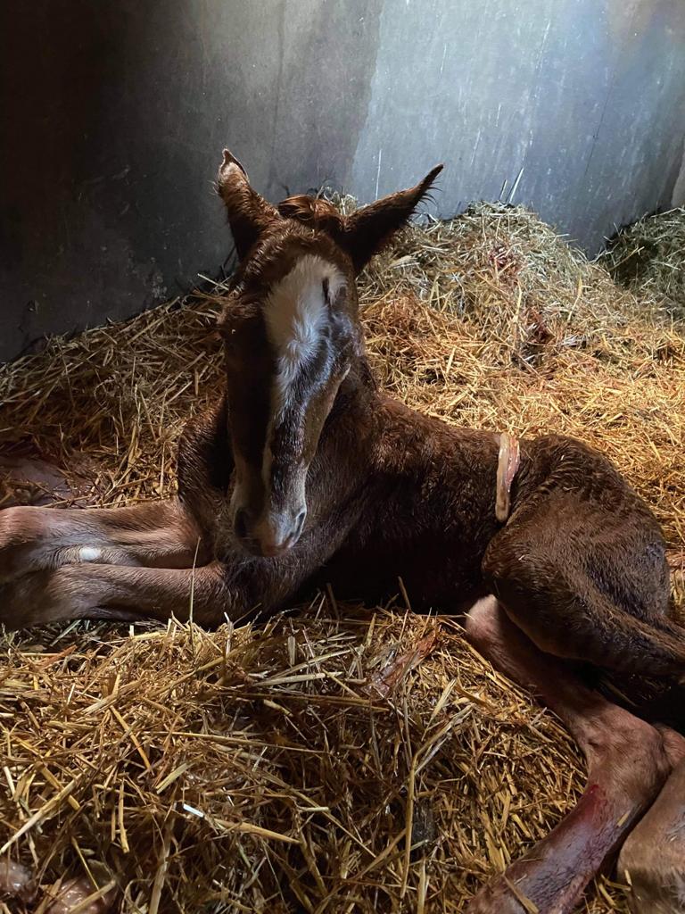 Here is the lovely unexpected arrival of Flora.  Born   and here is her story